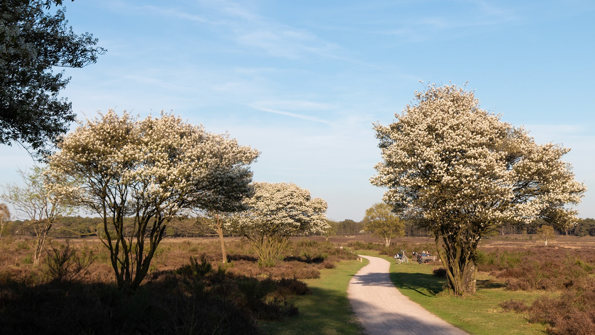 Hiversume heide - The Netherlands (2018)