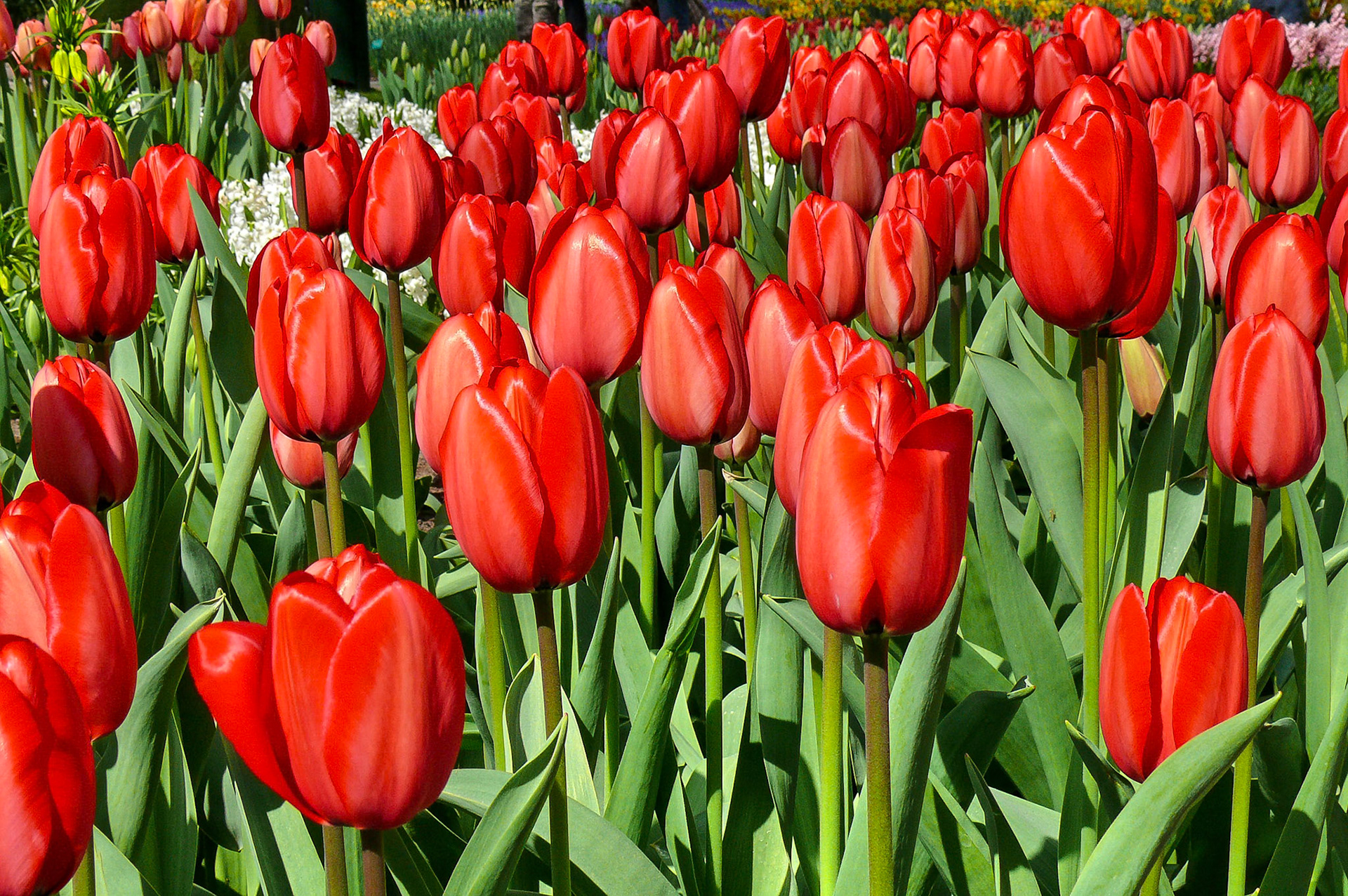 Keuekenhof , The Netherlands (2007)