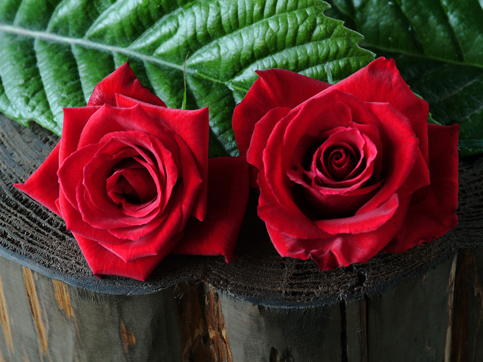 赤い薔薇