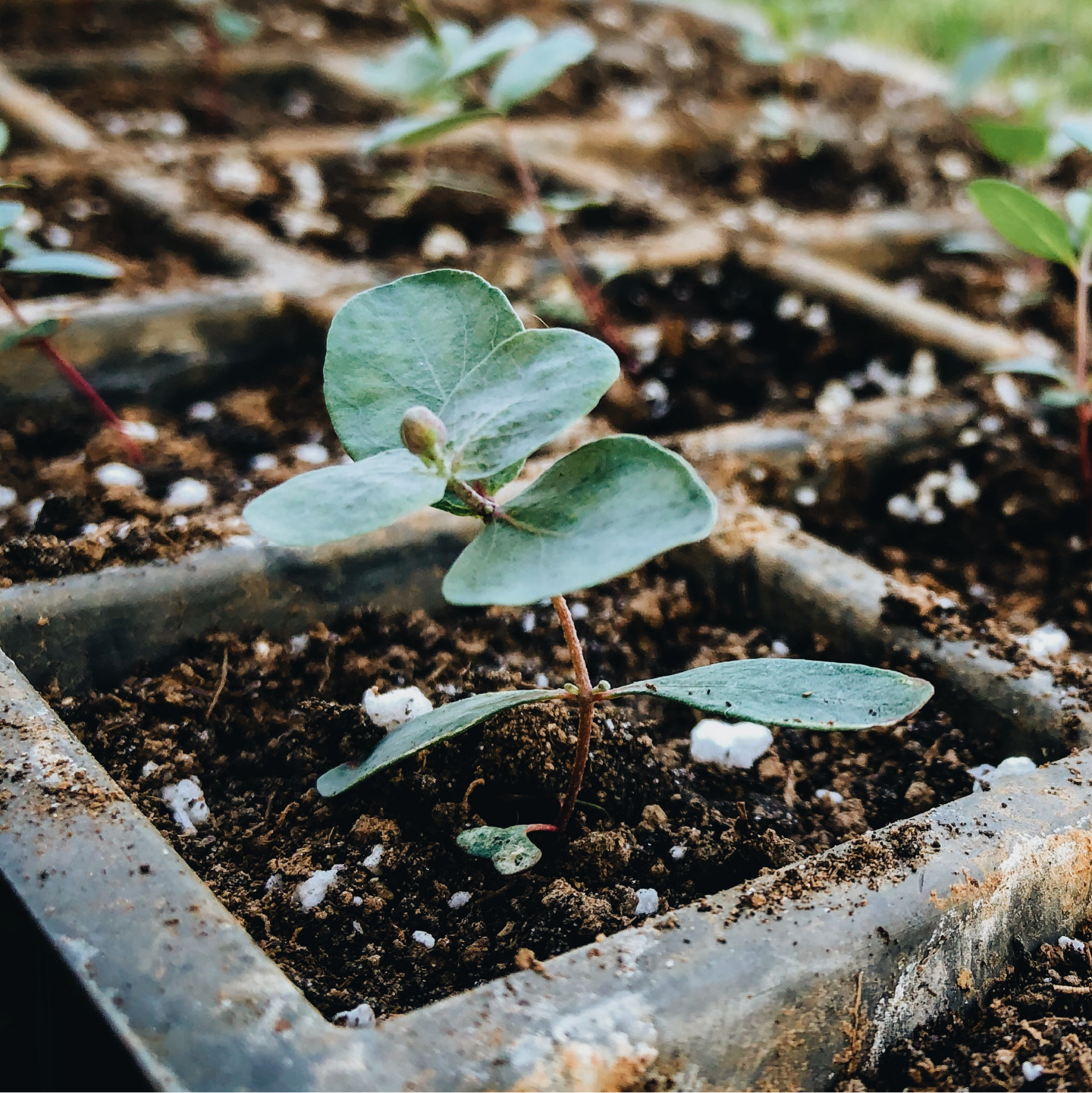 One of my baby eucalyptus plants.