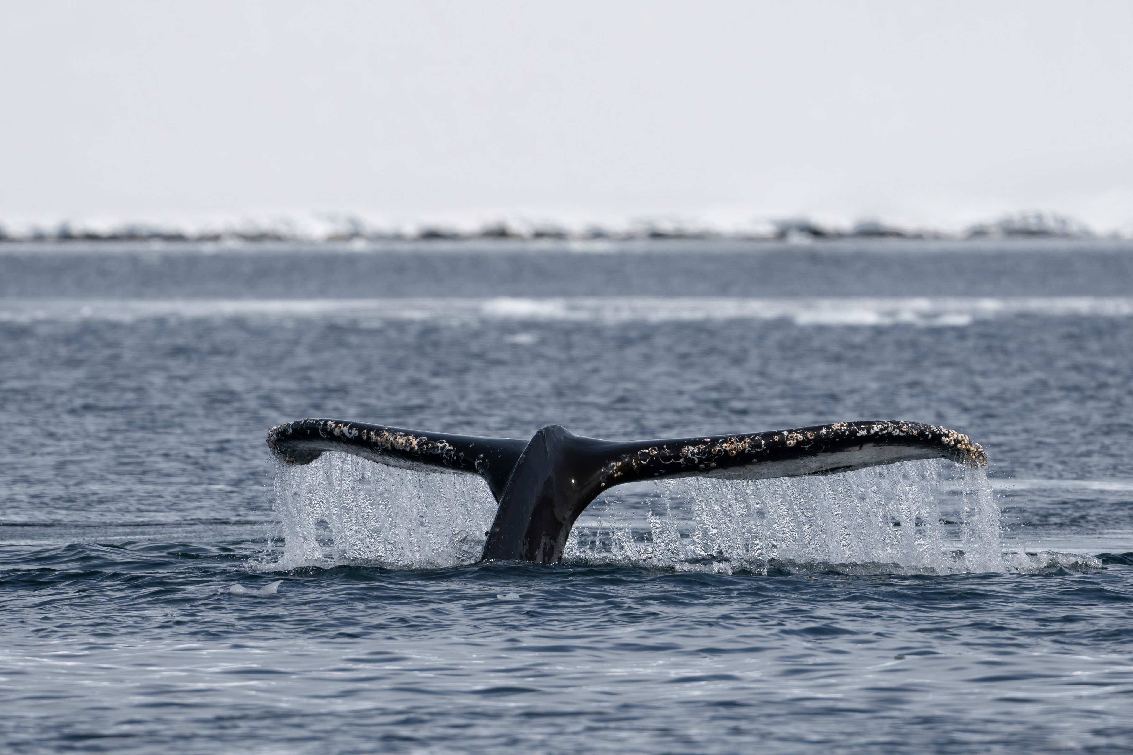 Humpback Whale - Antarctica