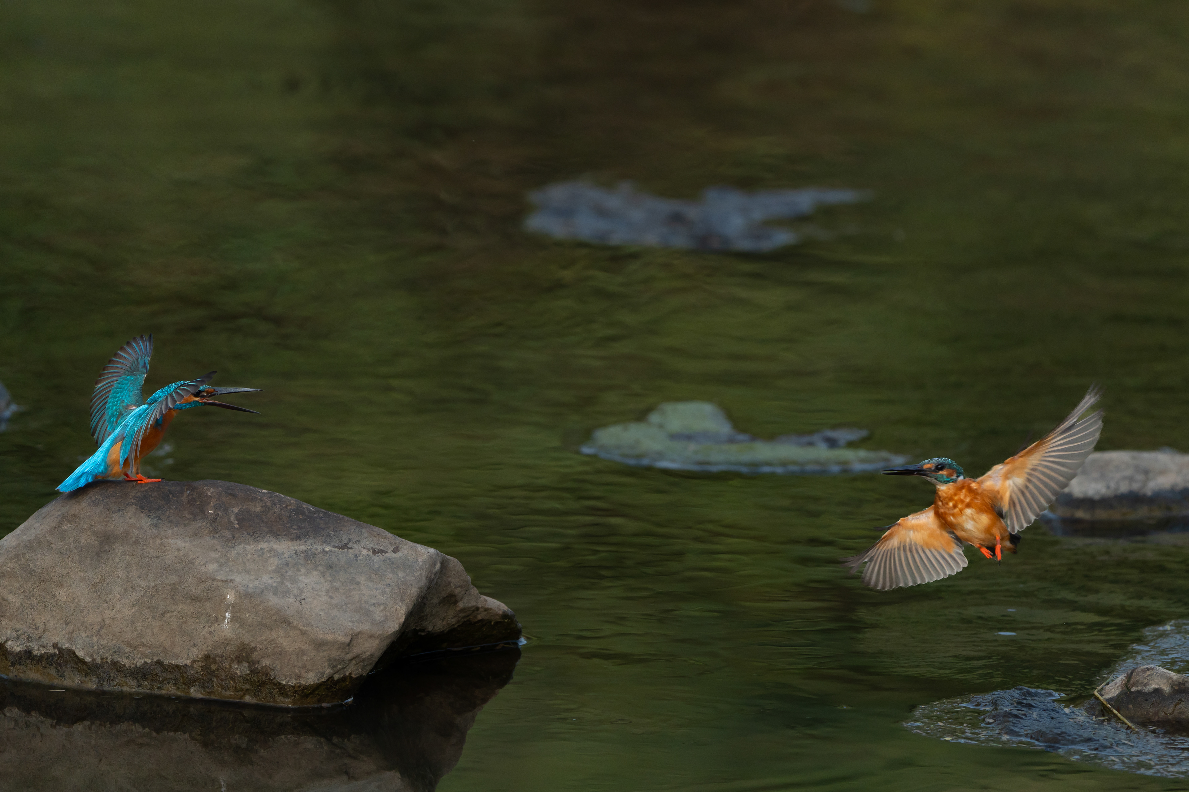 Common Kingfisher - Ranthambhore India