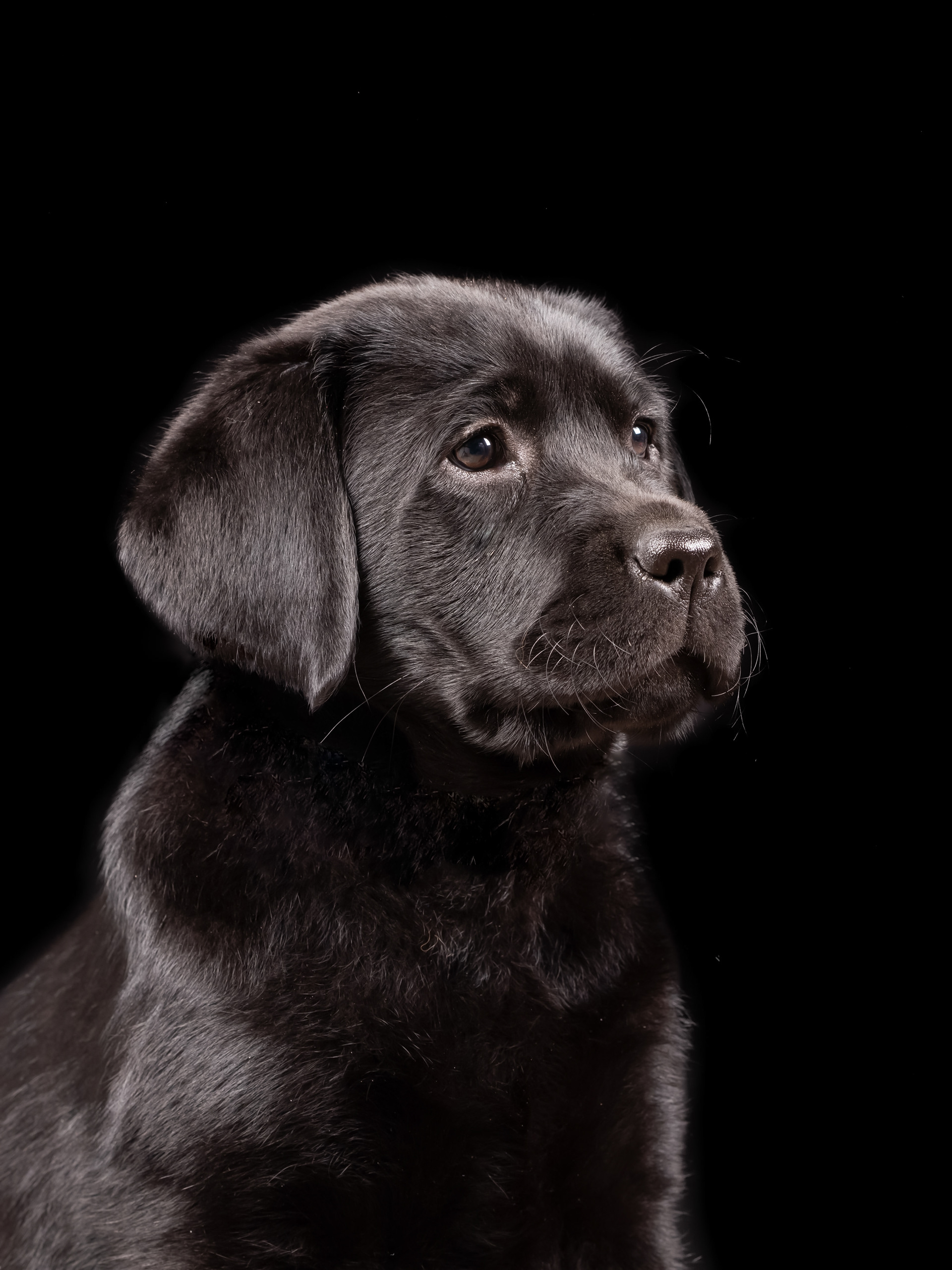 Labrador - Studiofotografie