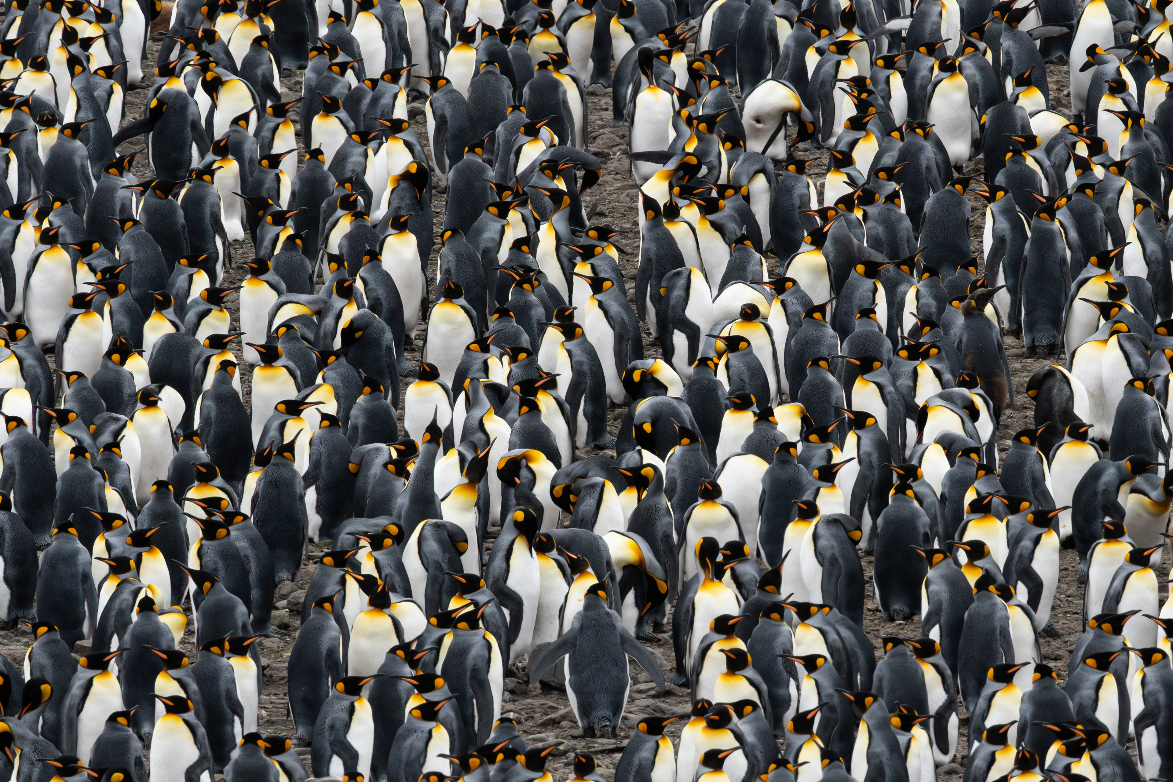 King Penguin - South Georgia