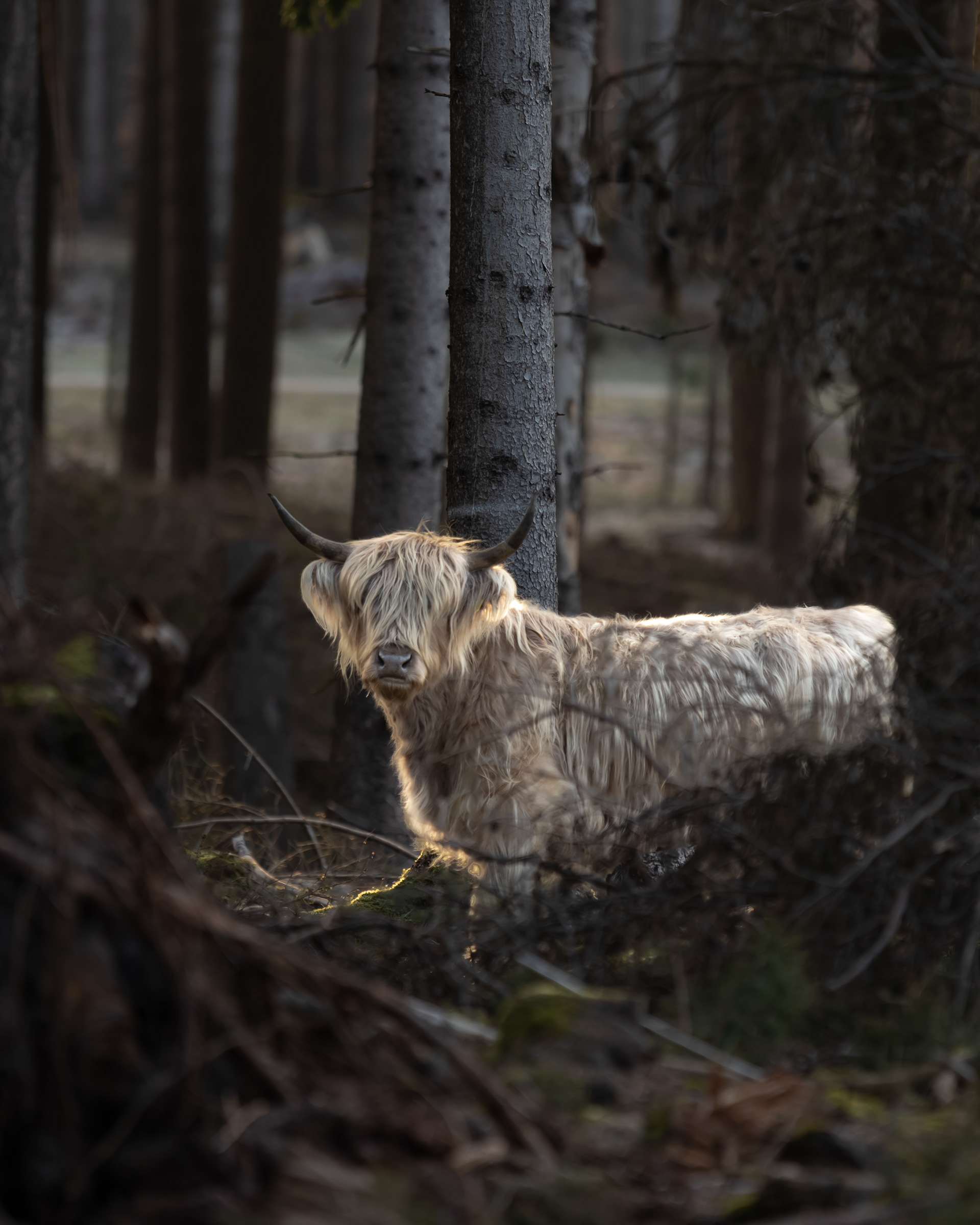 Scottish Highlanders - Wistinghauser Senne