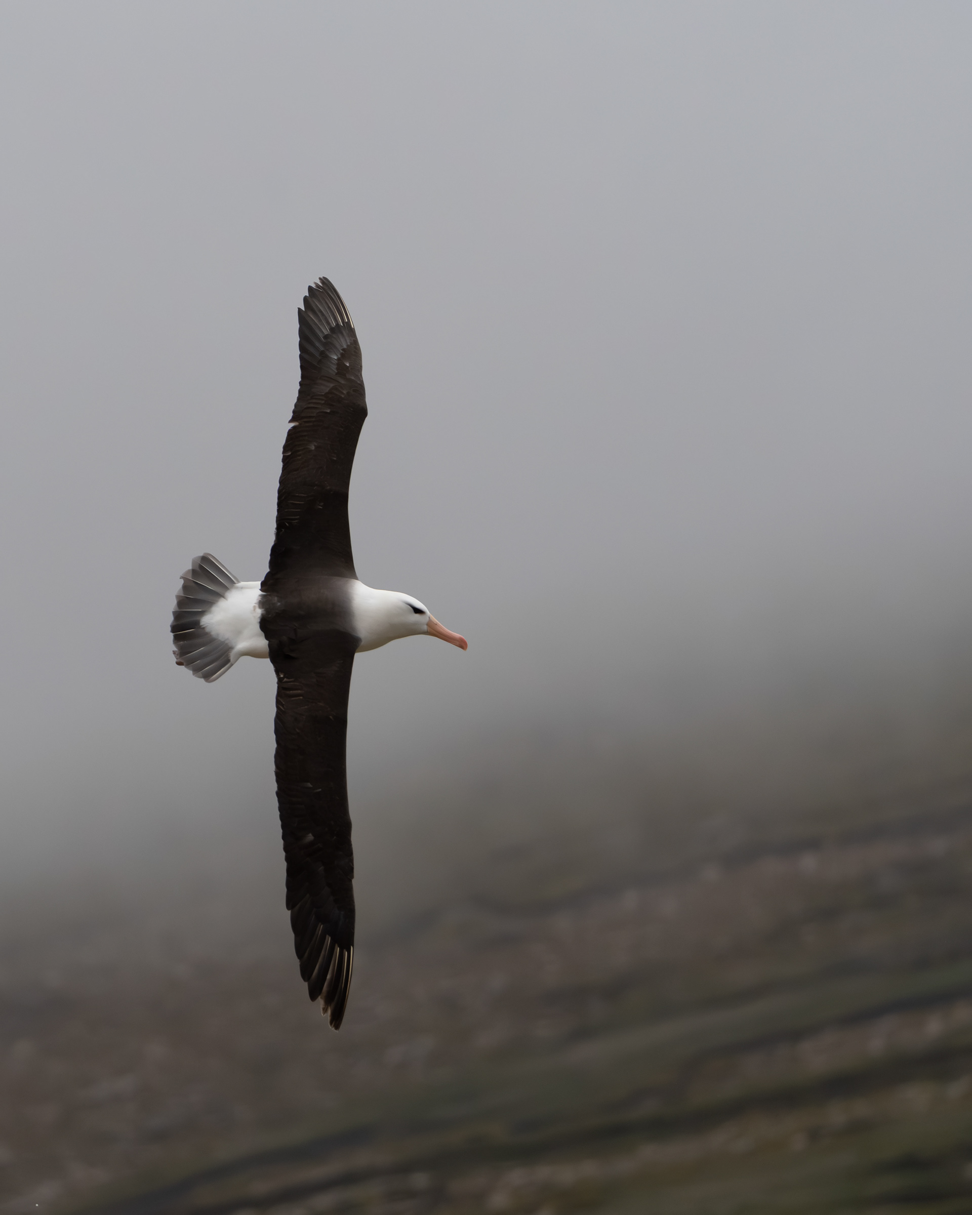Black‑browed Albatross - Falkland Islands (West Point Island)