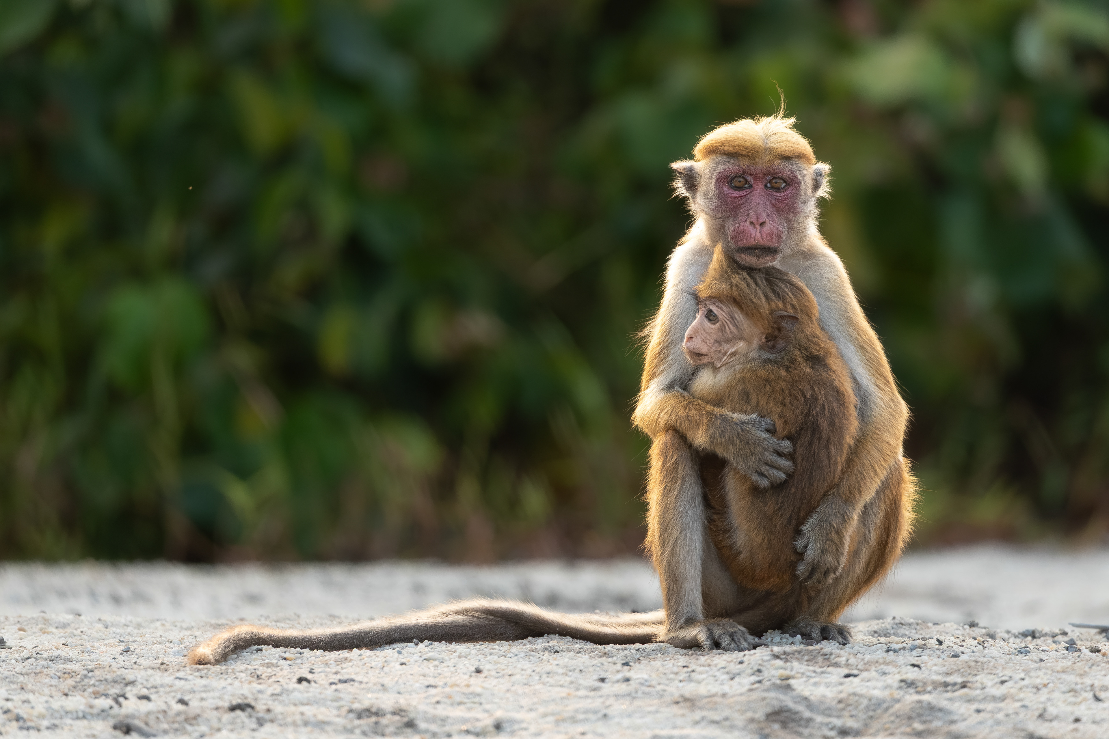 Toque Macaque - Sri Lanka