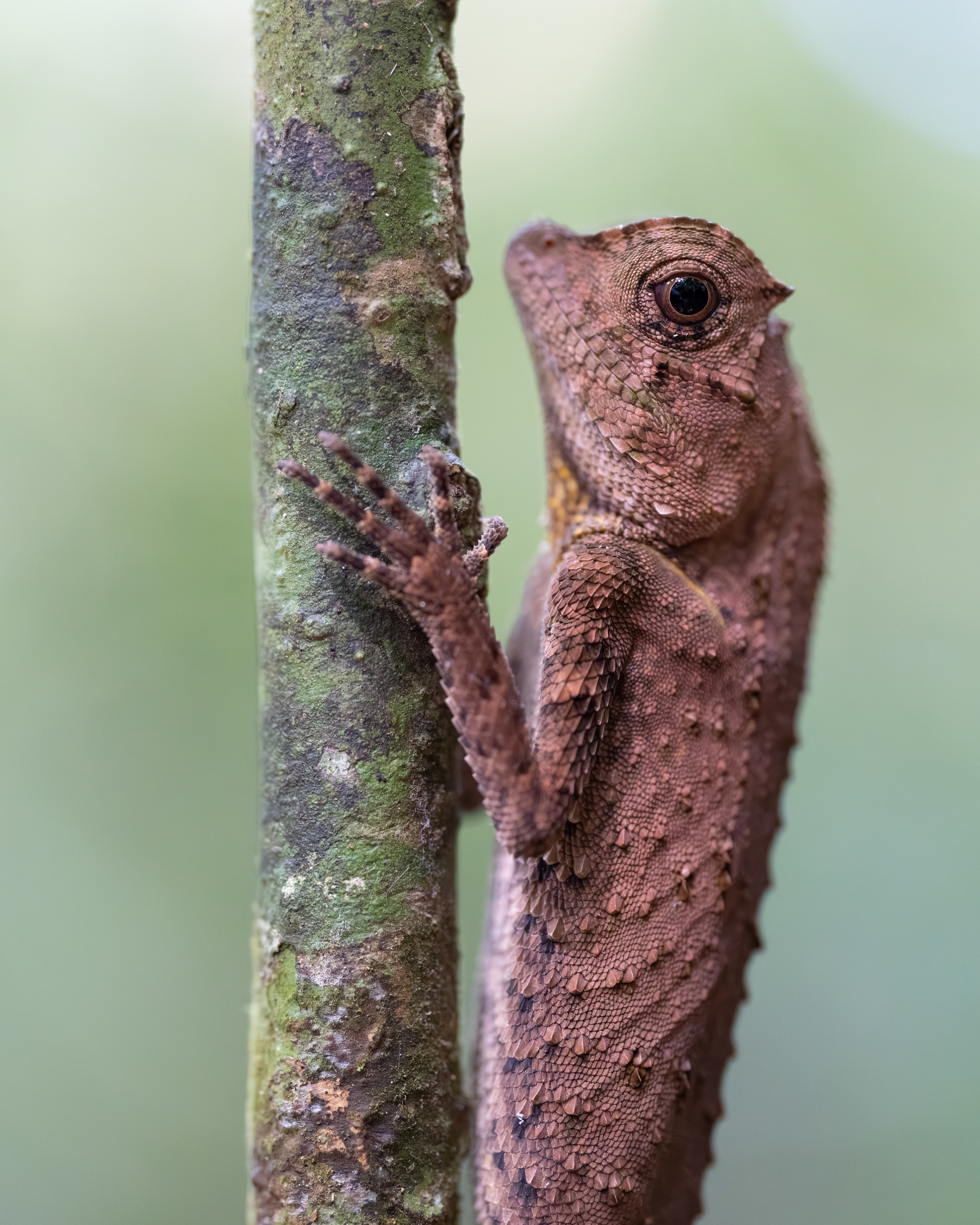Lyreshead Lizard - Sri Lanka
