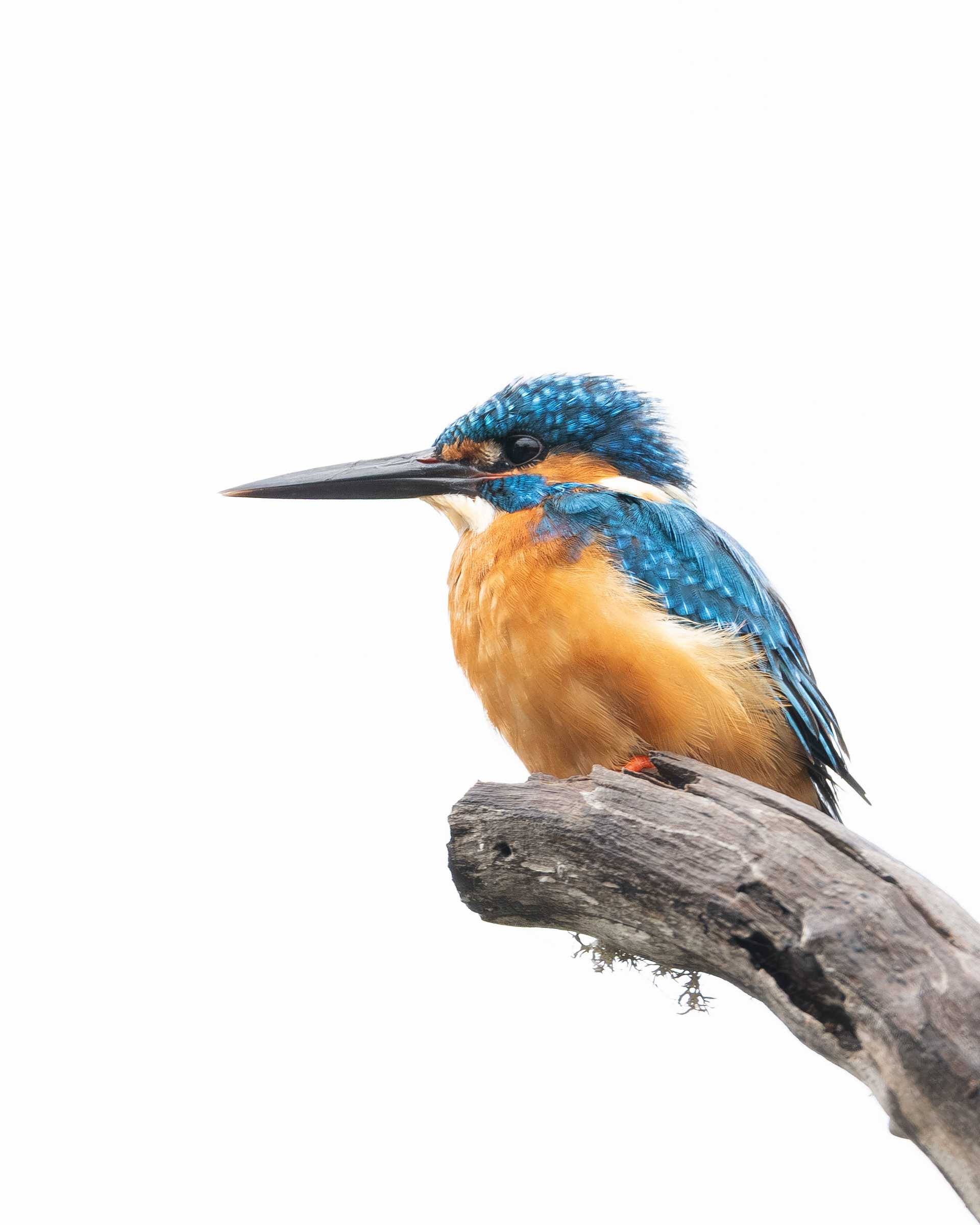 Common Kingfisher - Sri Lanka
