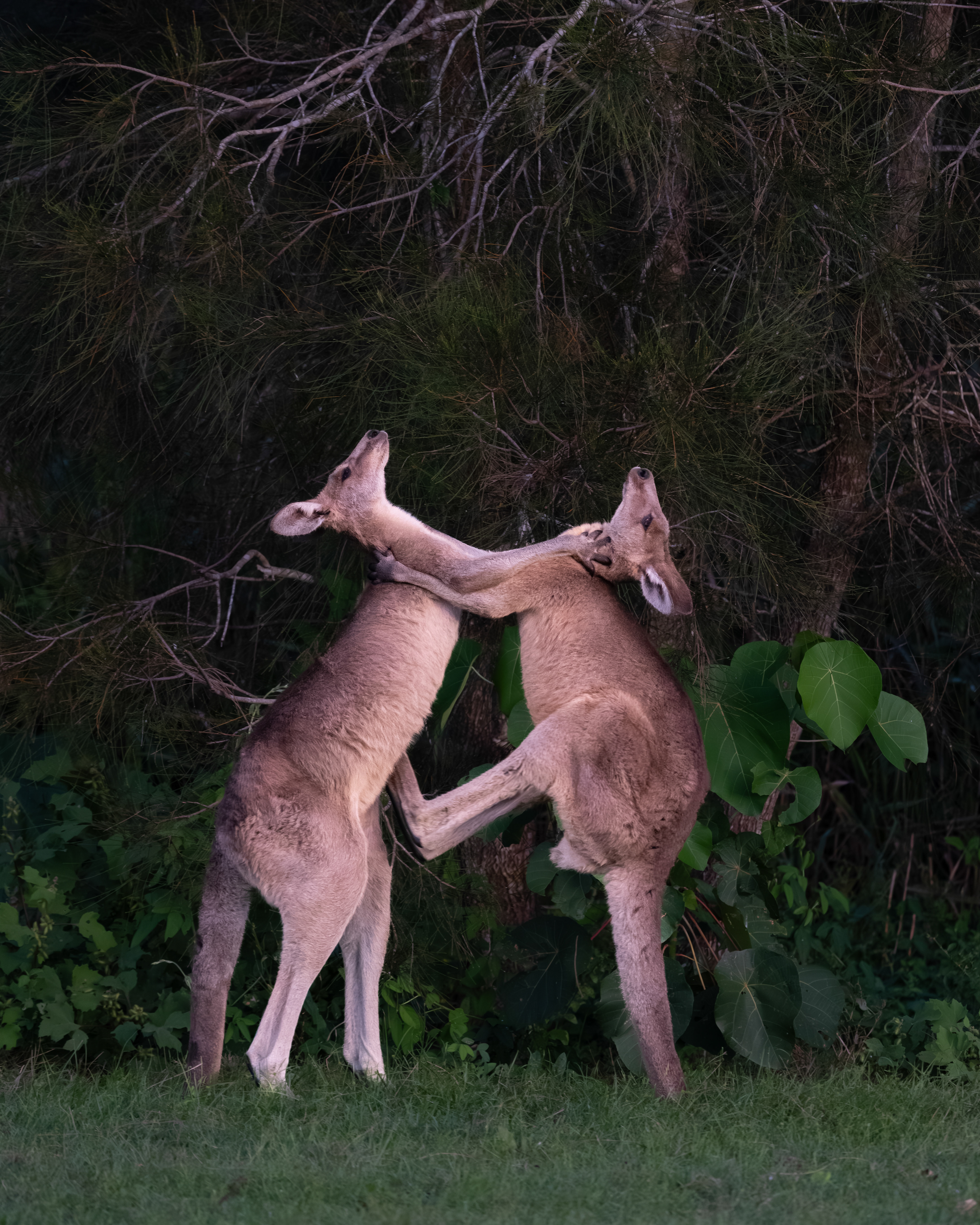 Kangaroos - Australia
