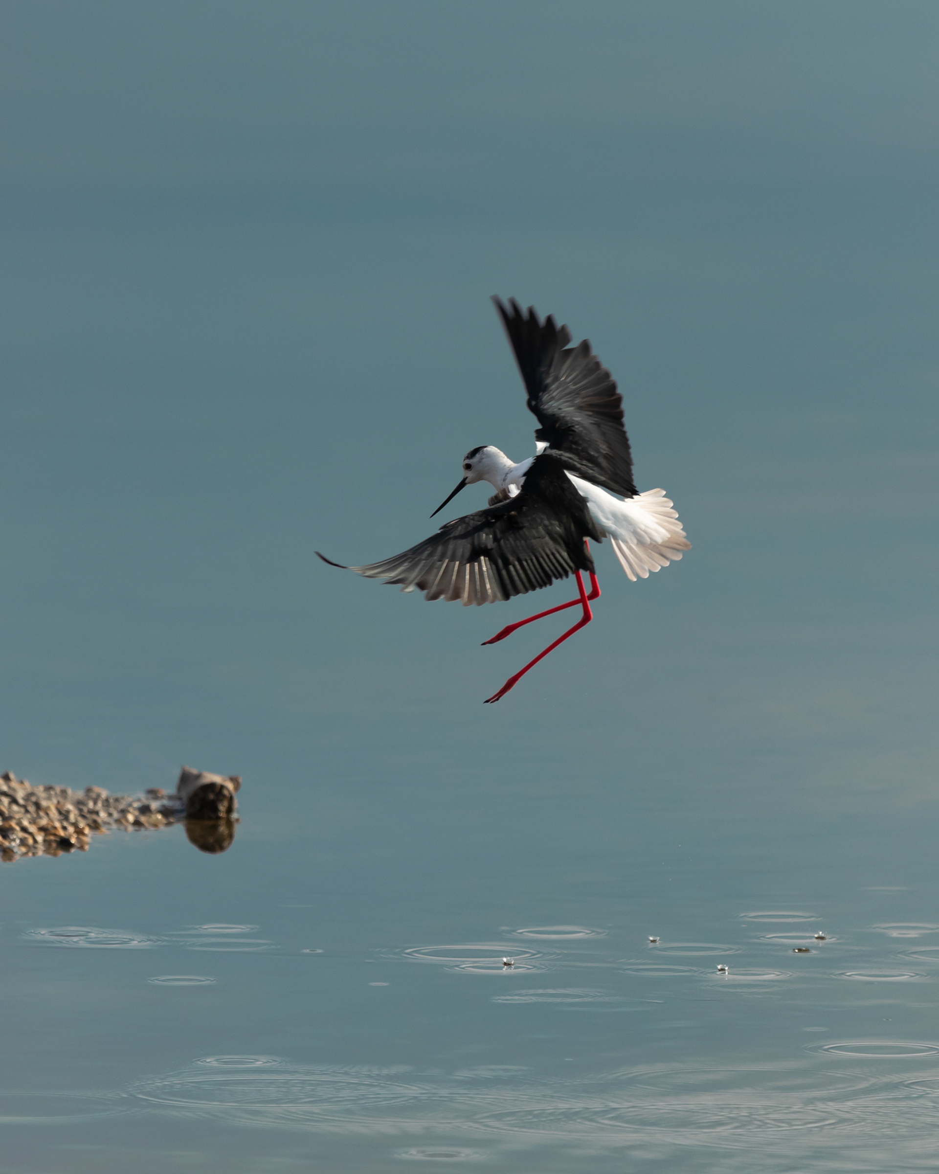 S’Albufera - Mallorca