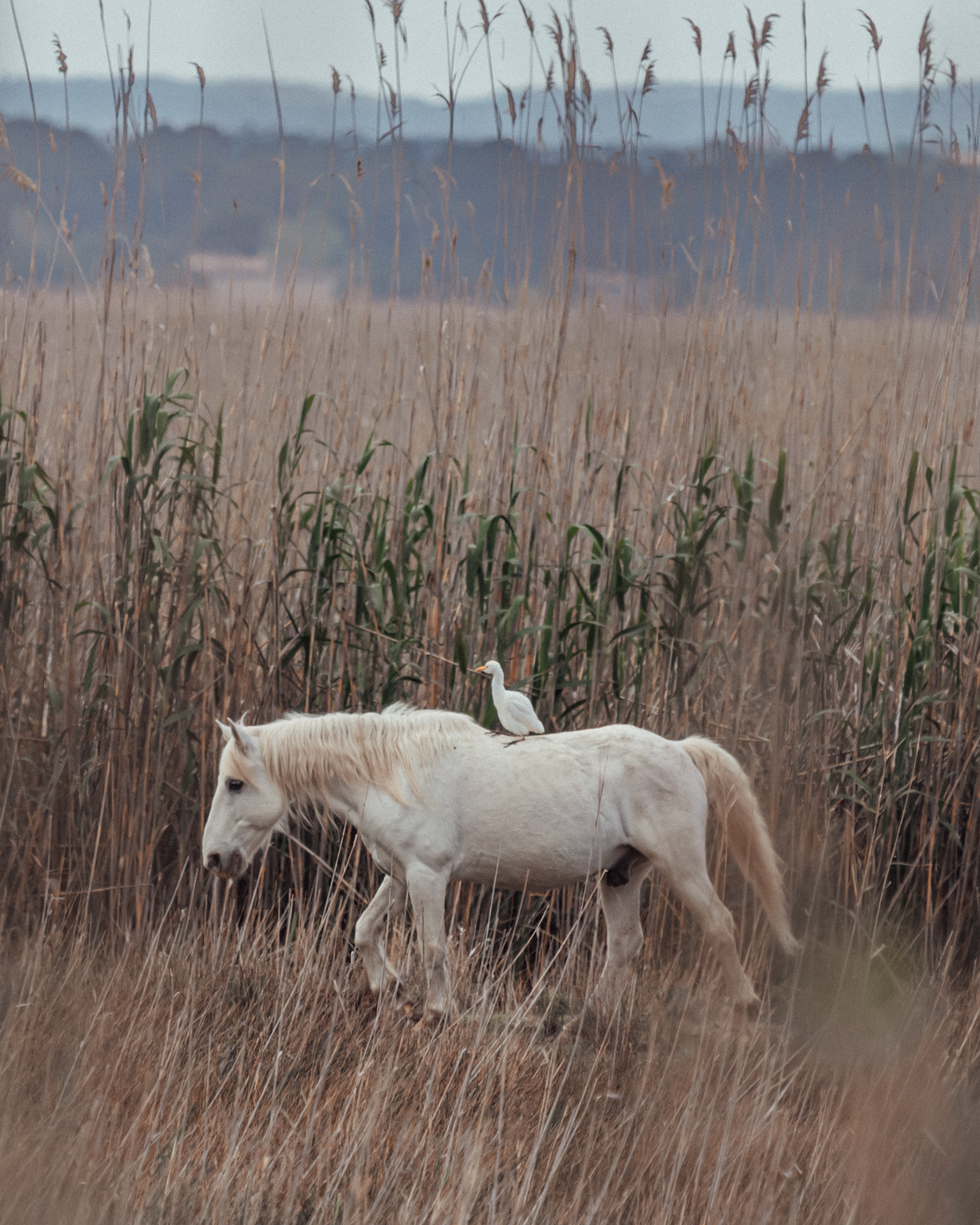 Camargue Horse x Cattle Egret - Mallorca