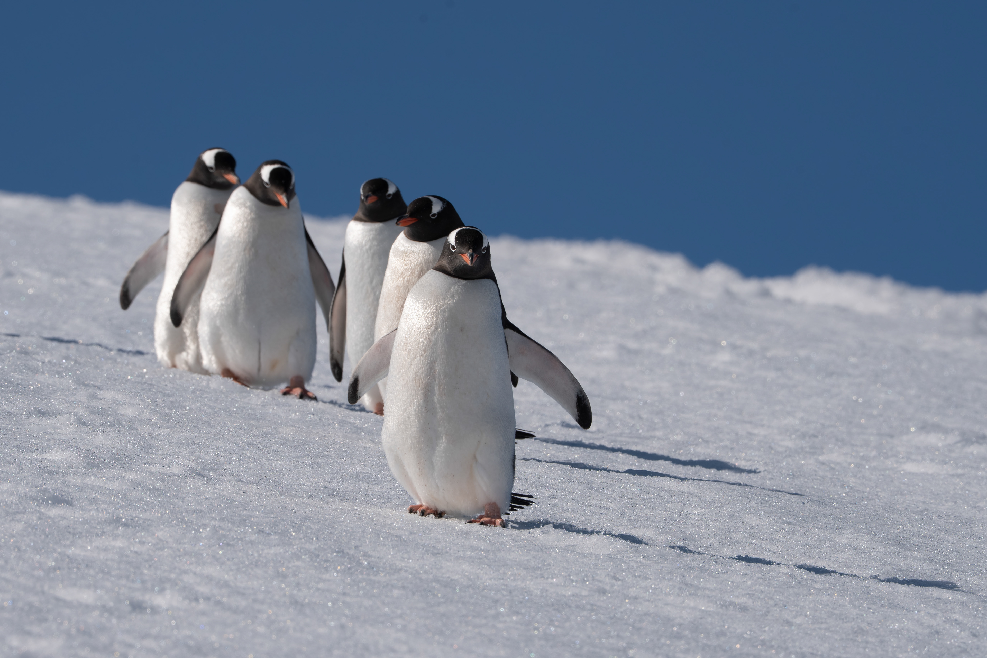 Gentoo Penguin - Antarctica (Danco Island)