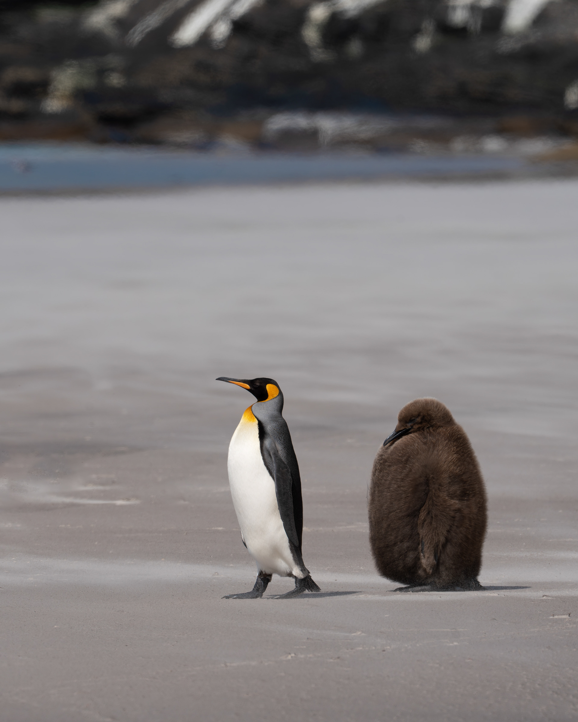 King Penguin - Falkland Islands (Saunders Island)