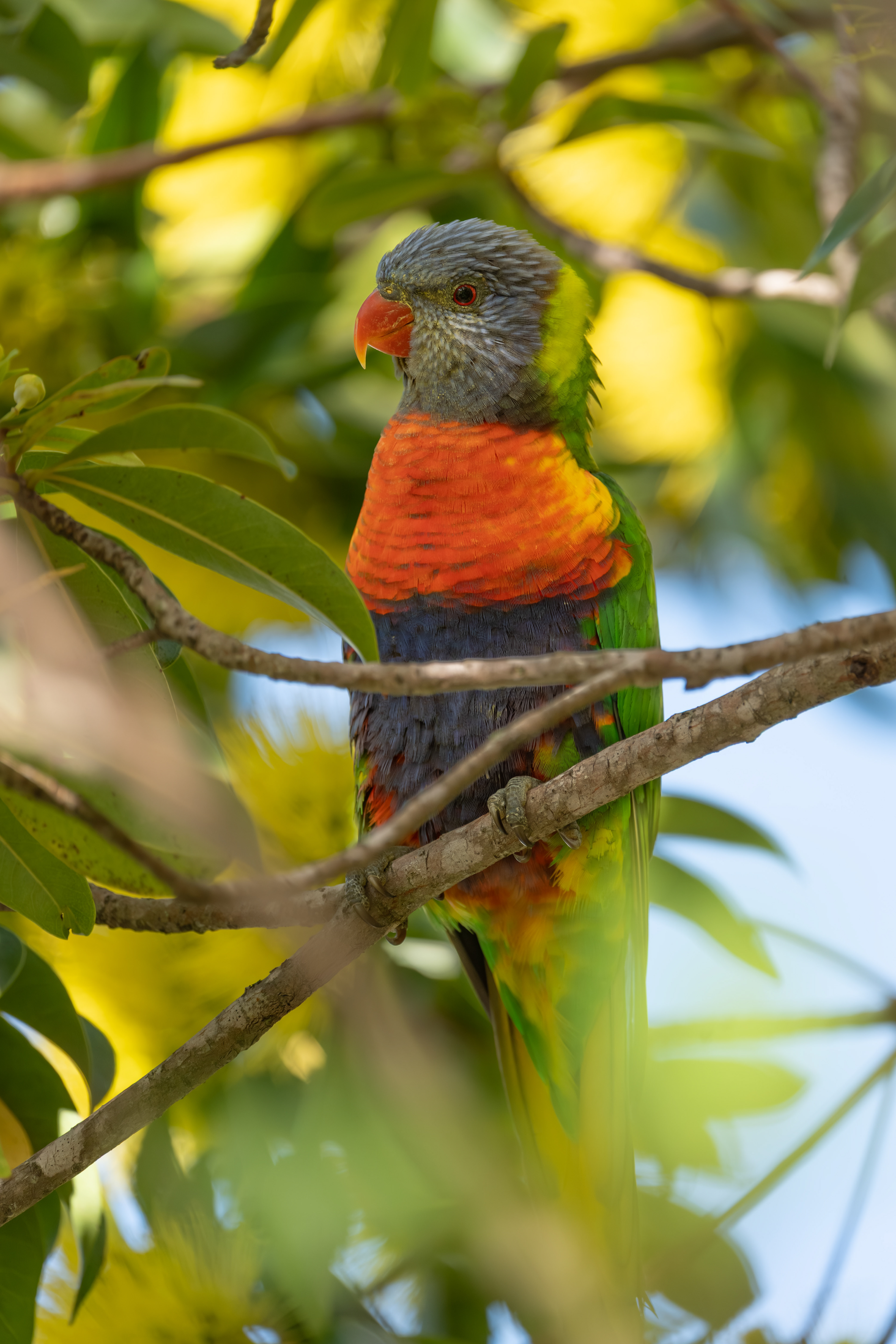 Rainbow Lorikeet - Australia