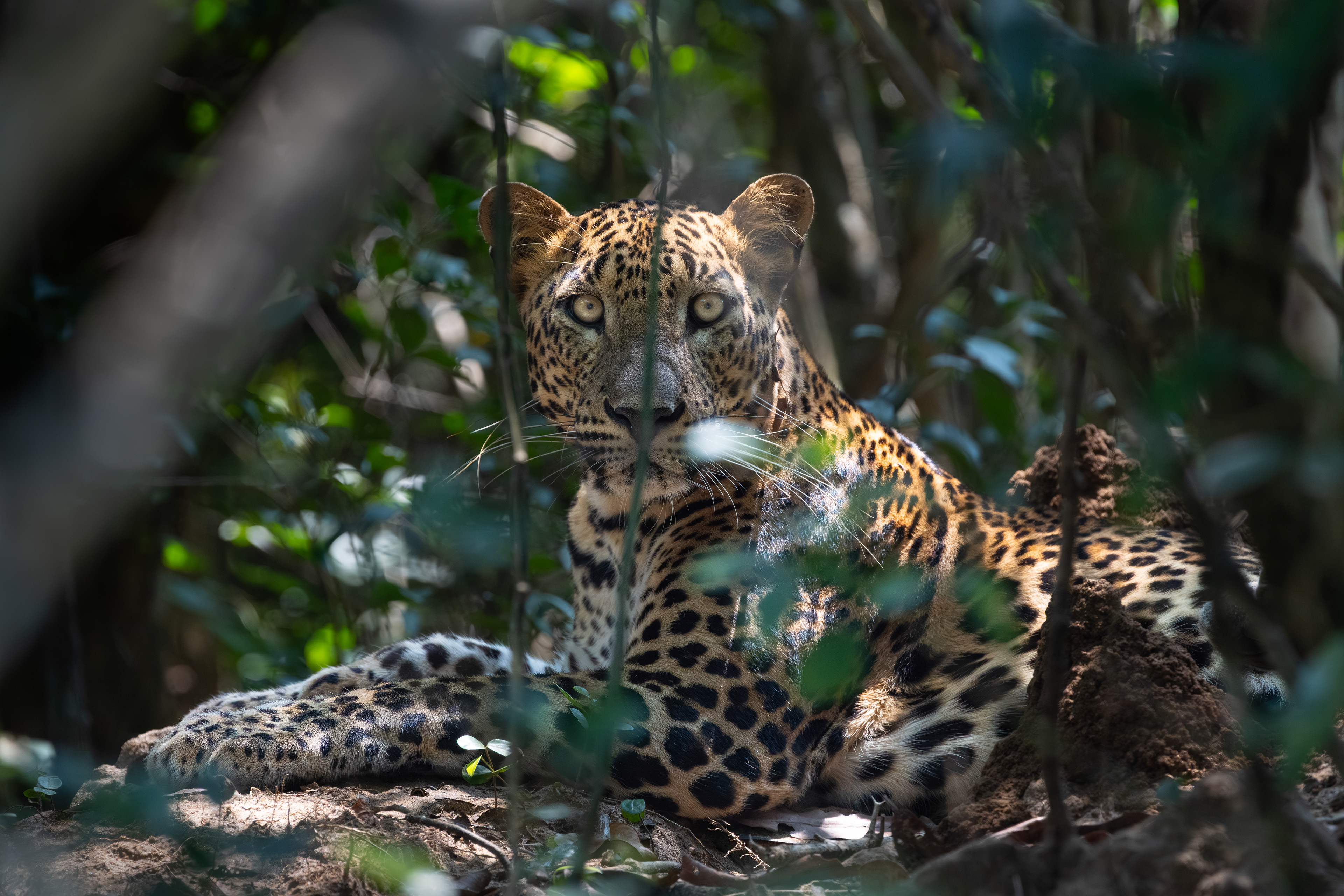 Sri Lankan Leopard - Sri Lanka