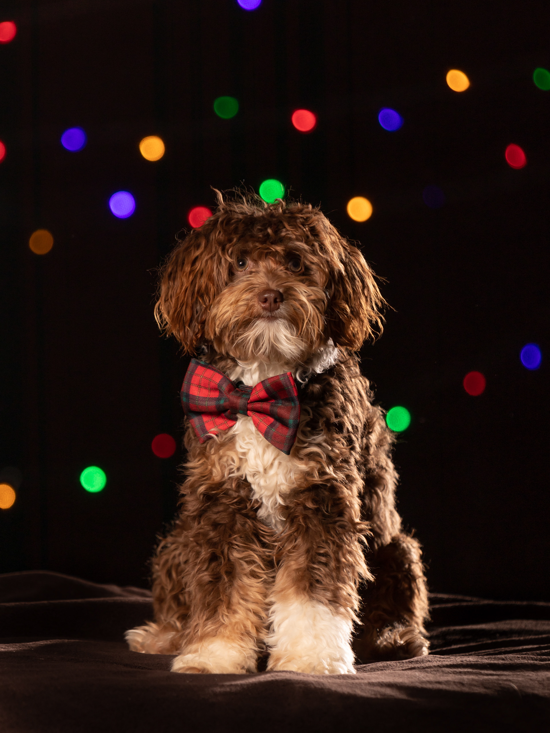 Mini Aussiedoodle - Studiofotografie