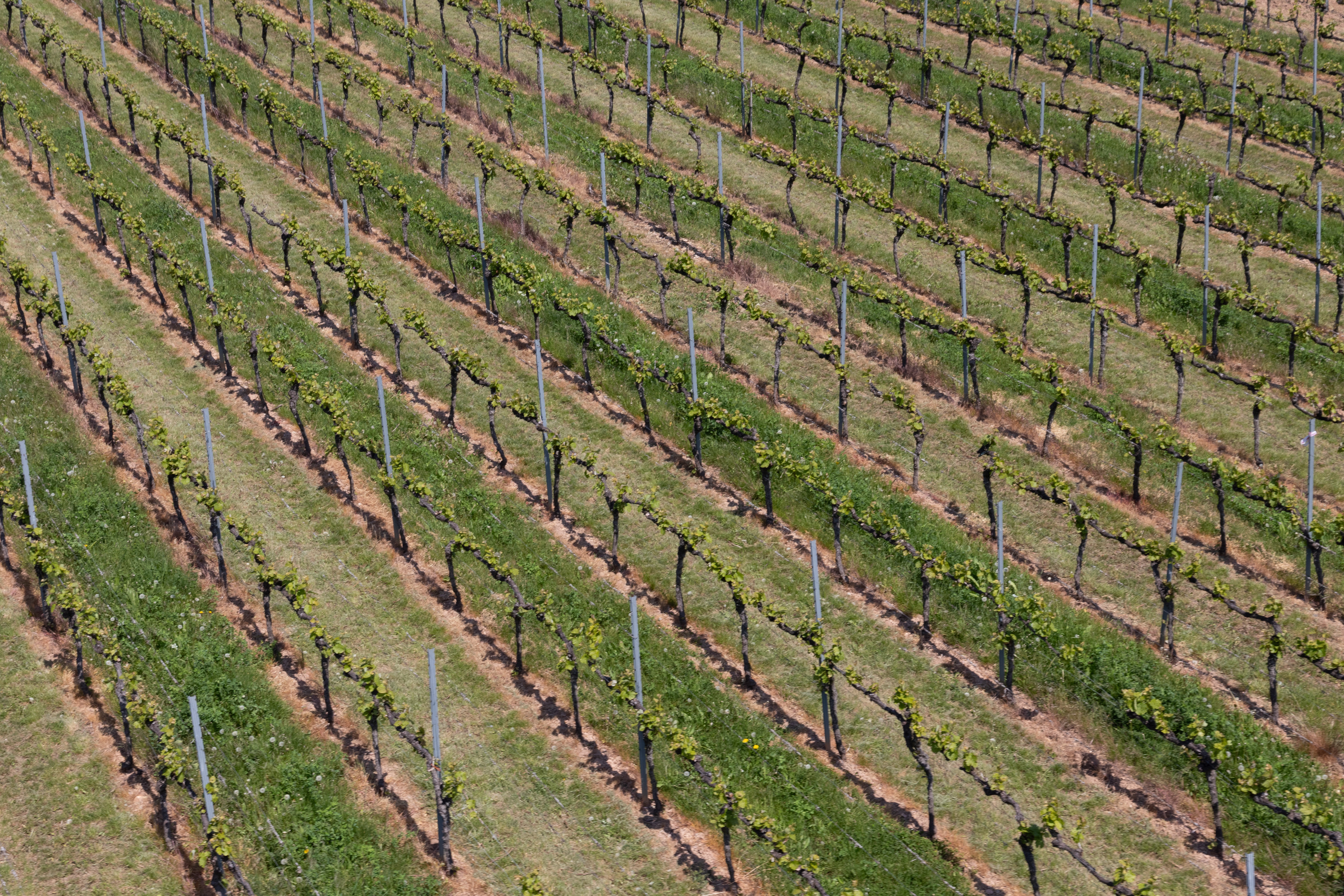 Rheingau - Germany