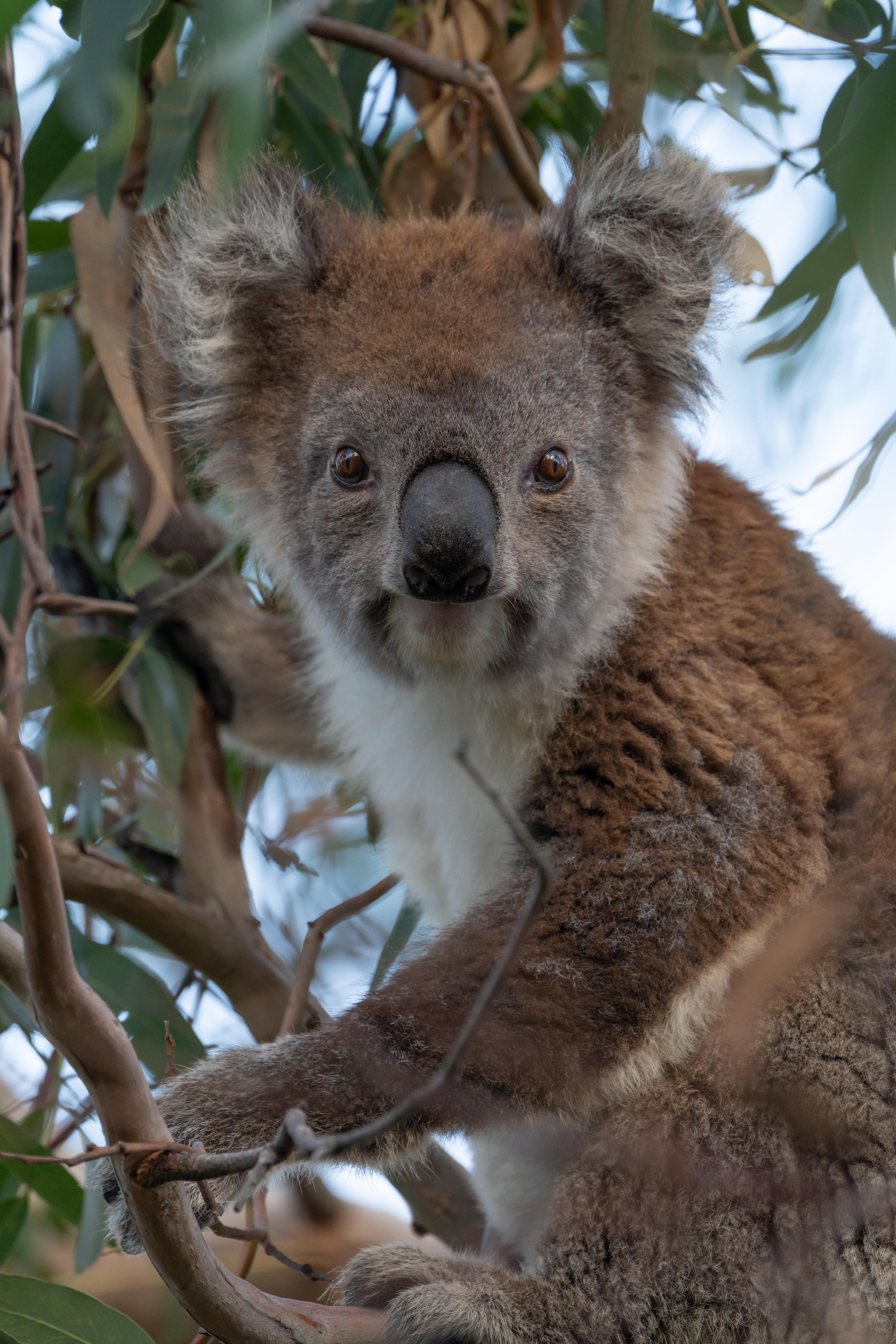 Koala - Australia (French Island)