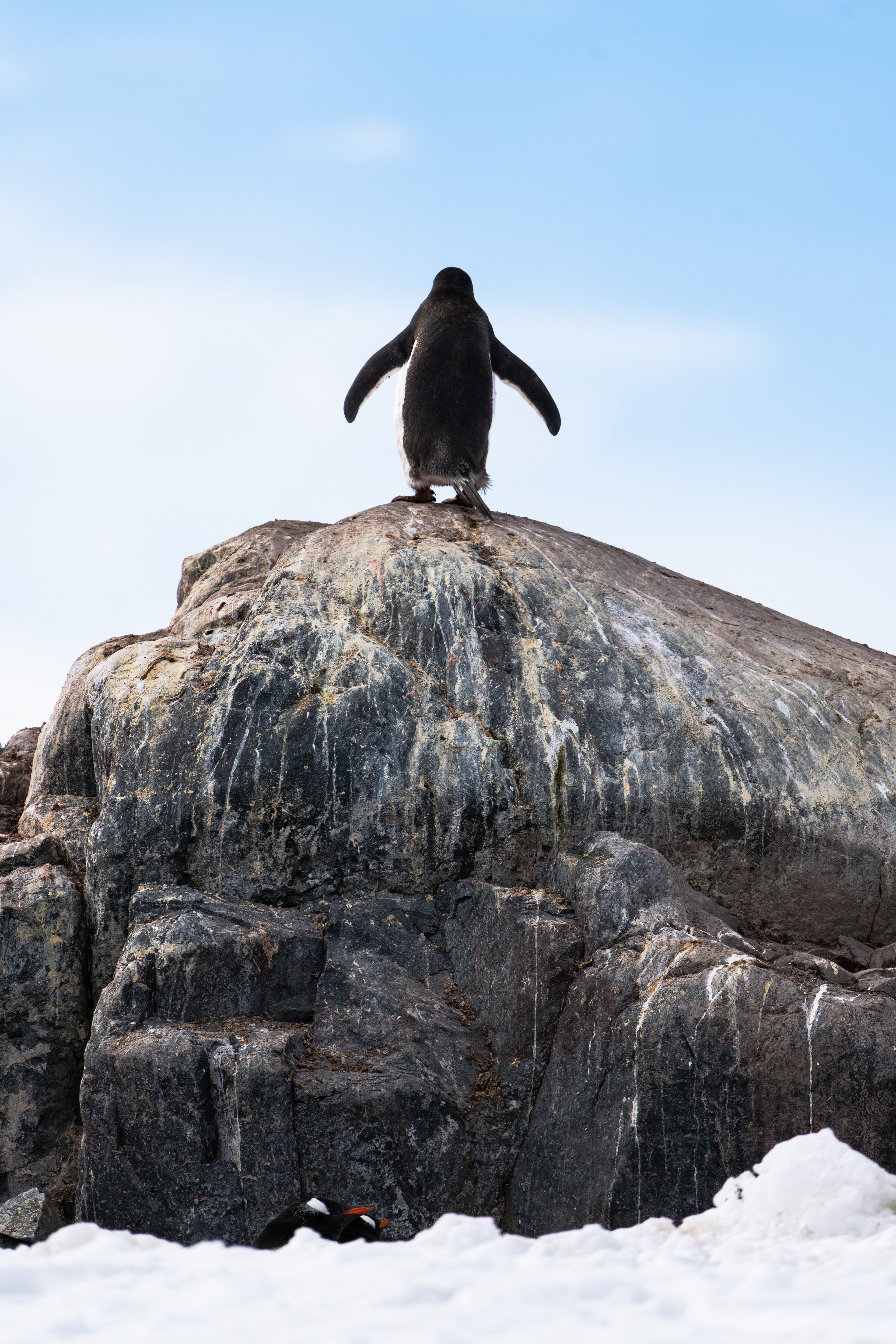 Gentoo Penguin - Antarctica (D’Hainaut Island) 
