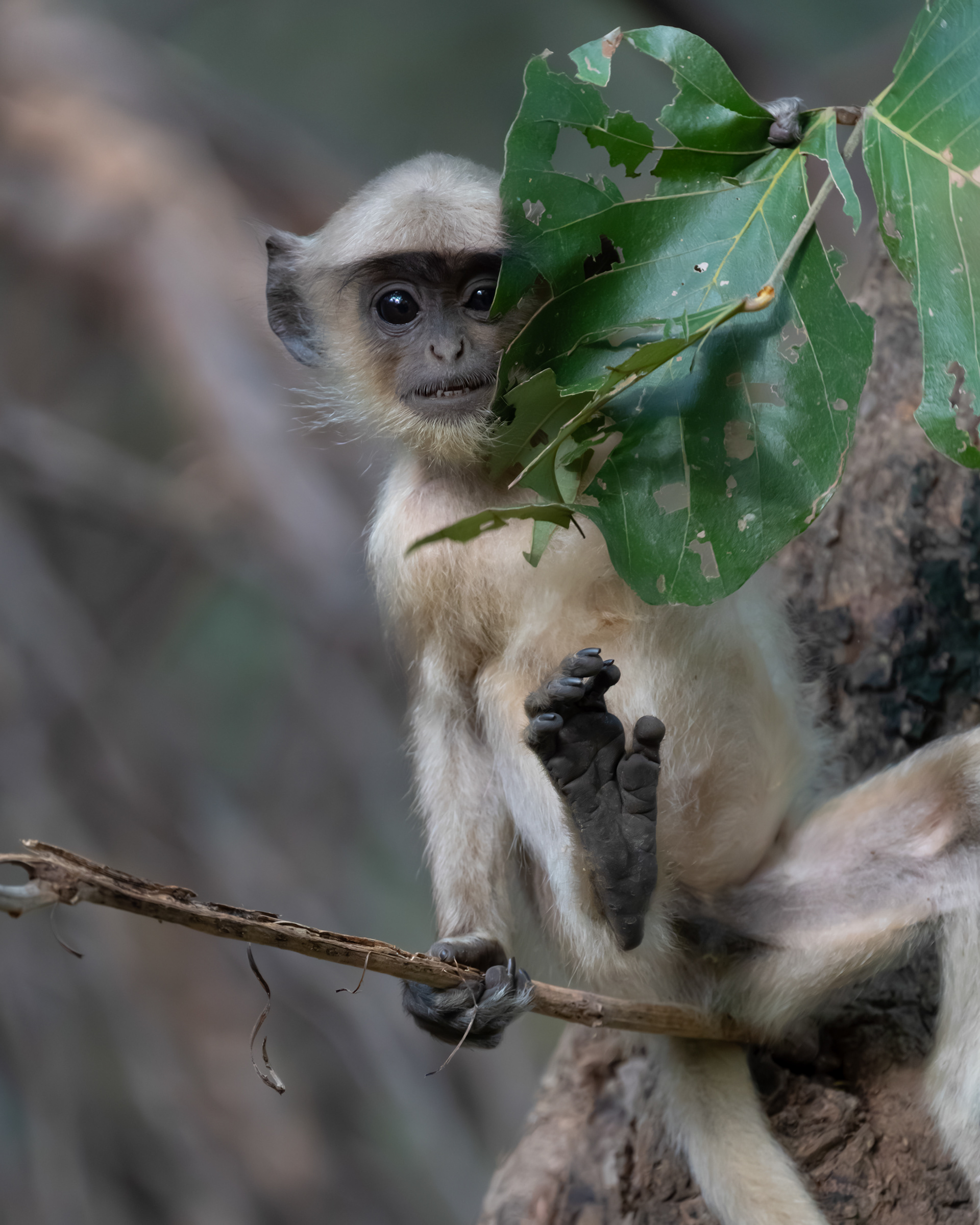 Hanuman Langur - Ranthambhore India