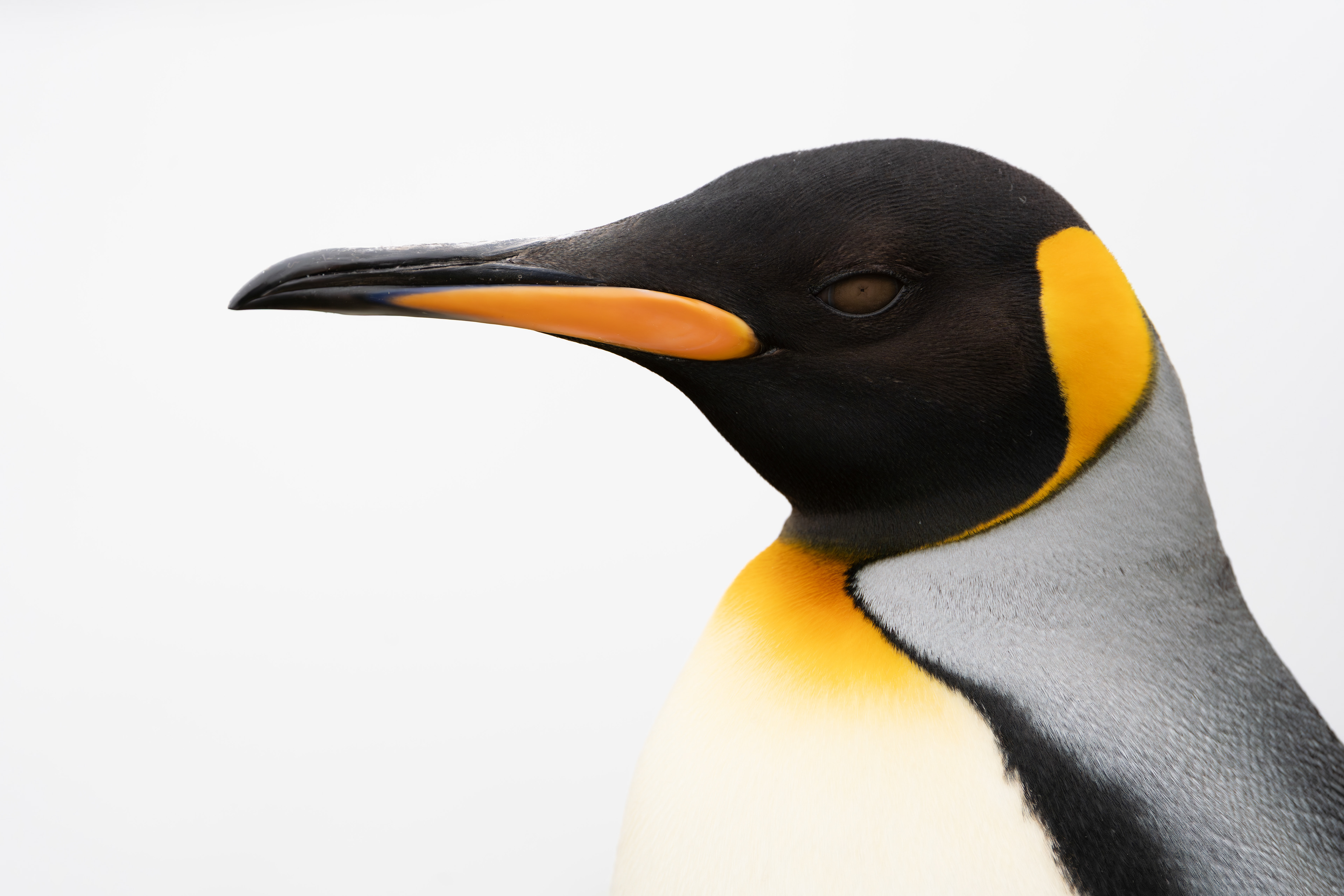 King Penguin - South Georgia