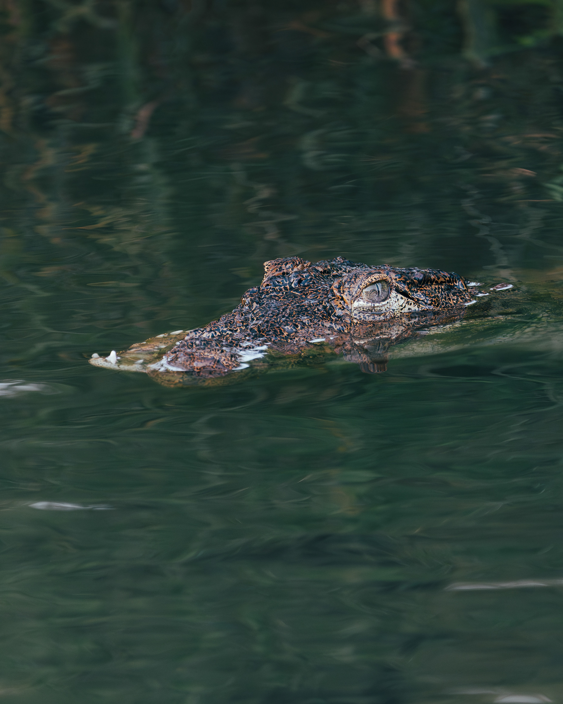 Mugger Crocodile - Ranthambhore India