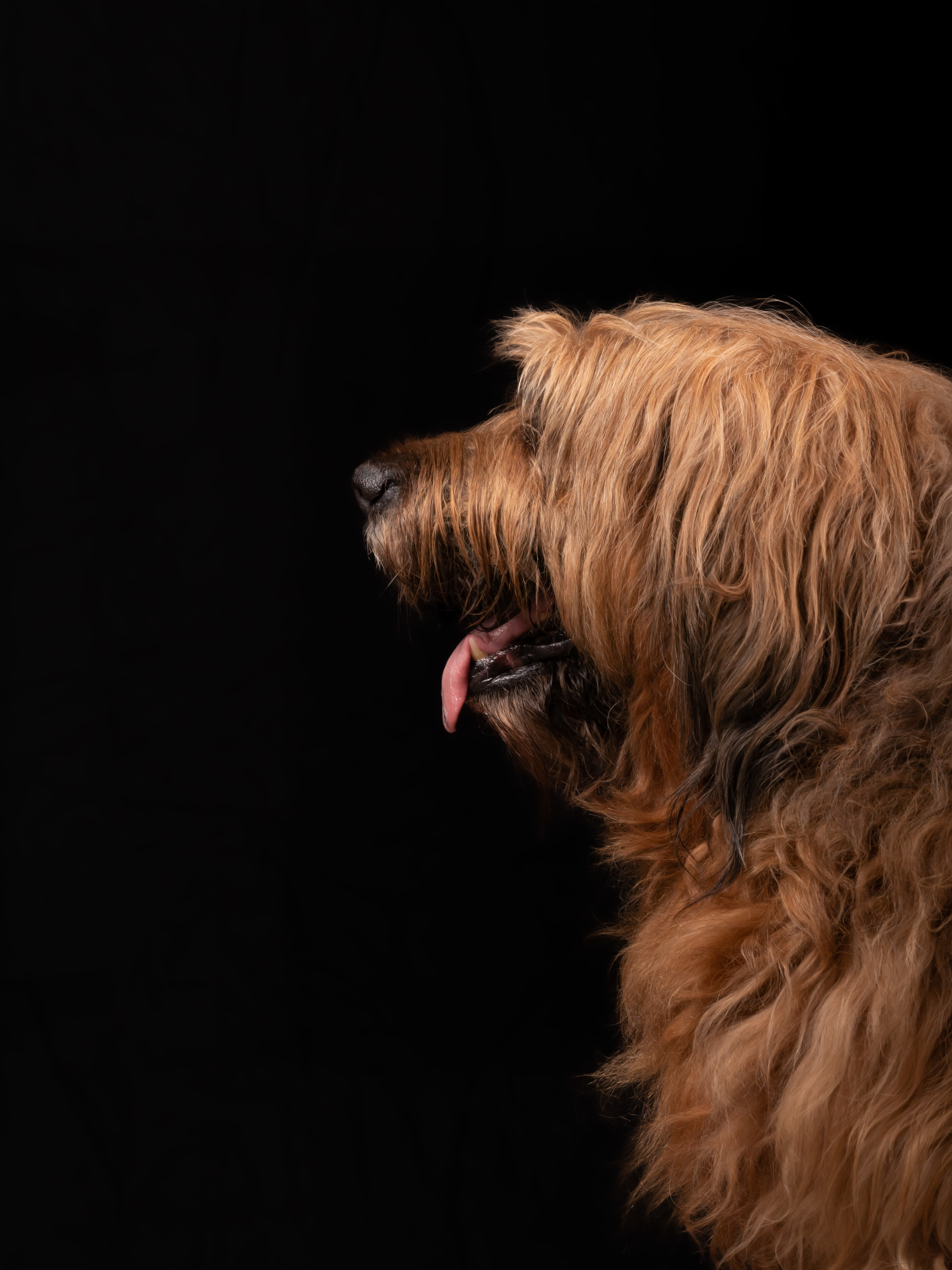 Briard - Studiofotografie
