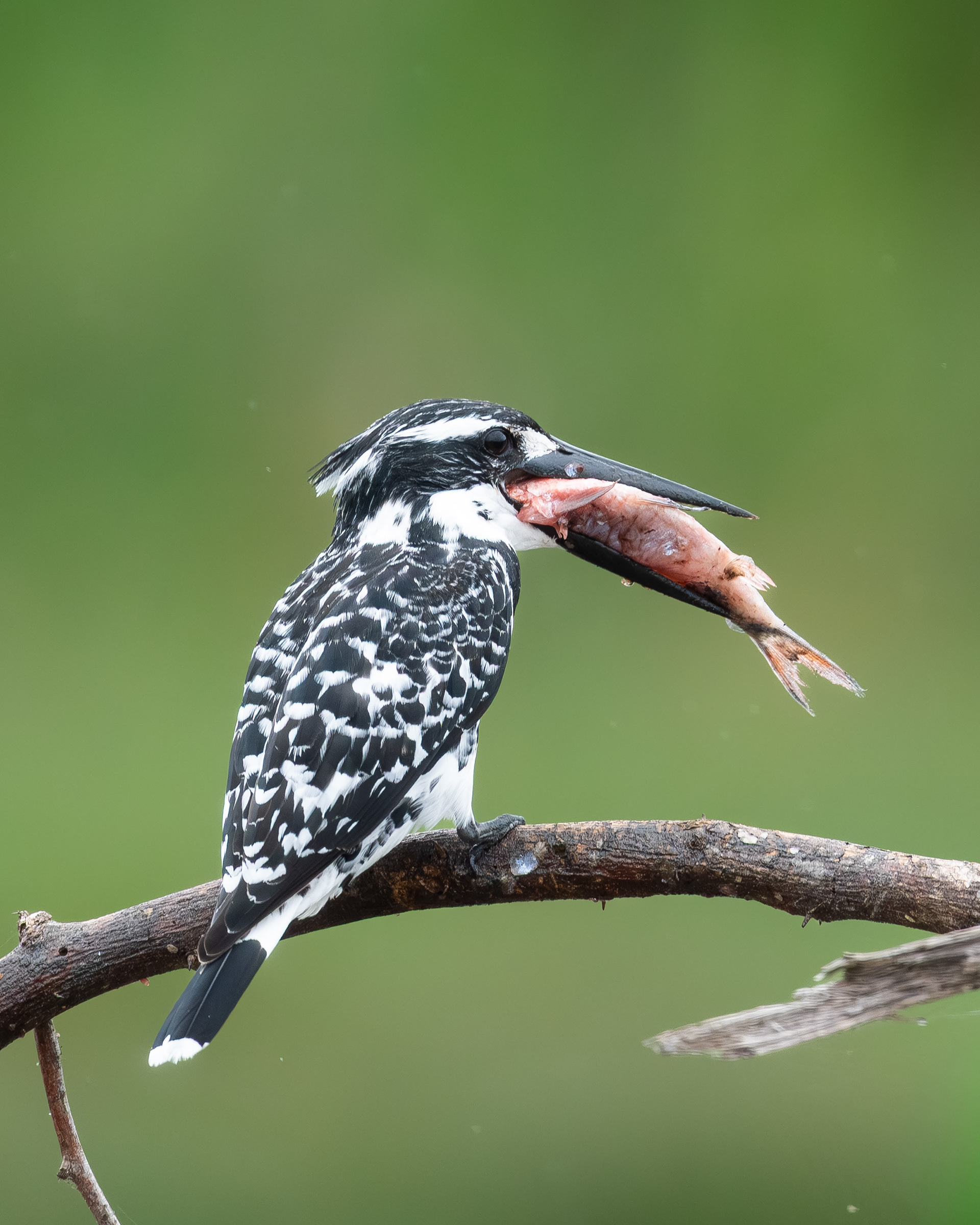 Pied Kingfisher - Sri Lanka