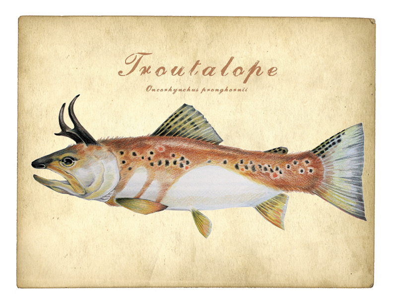 Elusive Trout Prints, Cards and Posters