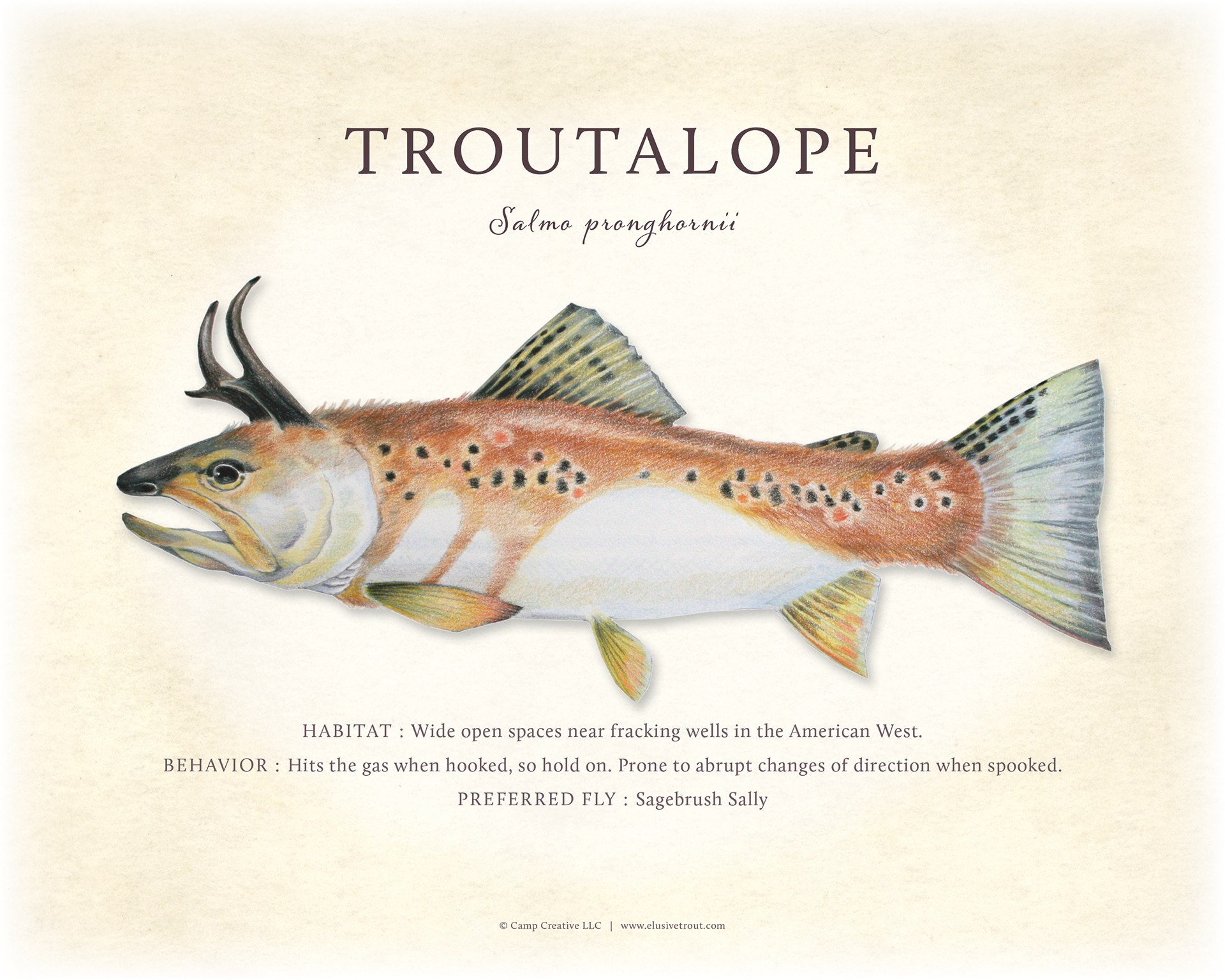 Elusive Trout –  Prints, Branding, Retail, Storytelling