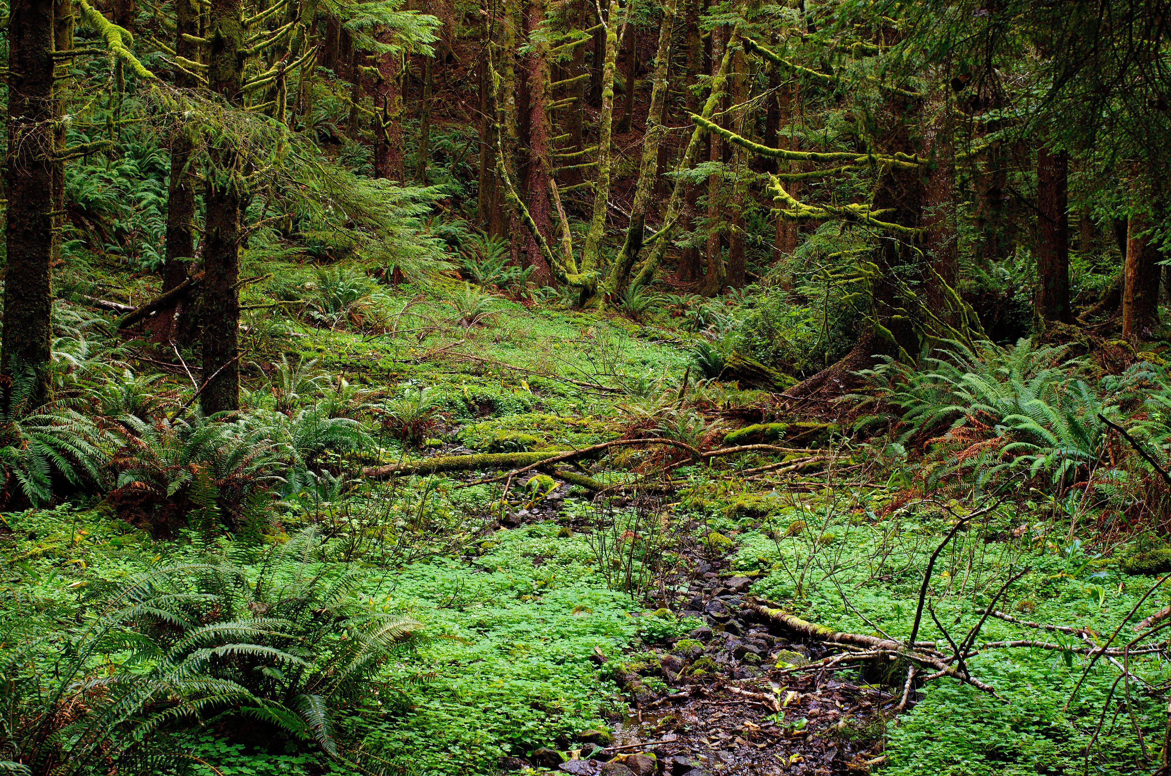 Rainforest, Cape Perpetua, Oregon