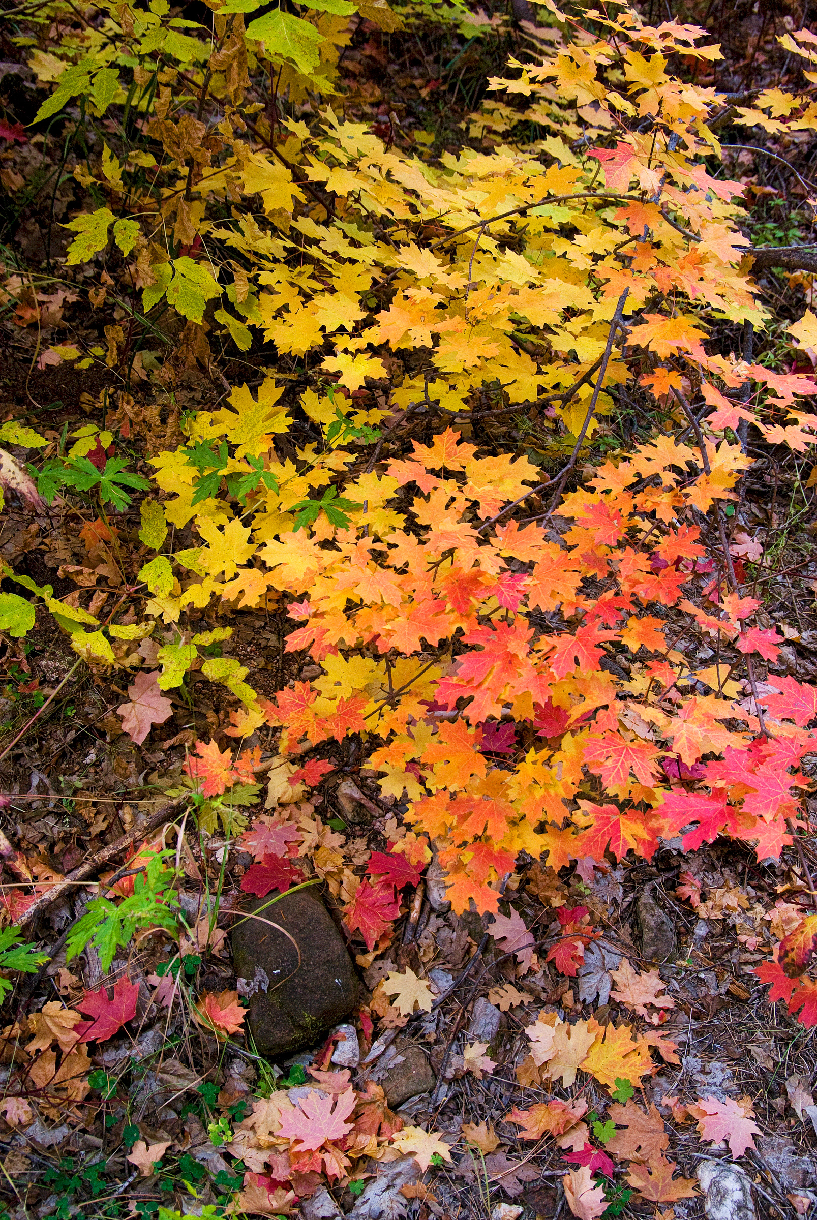Fall, West Fork of Oak Creek, Arizona