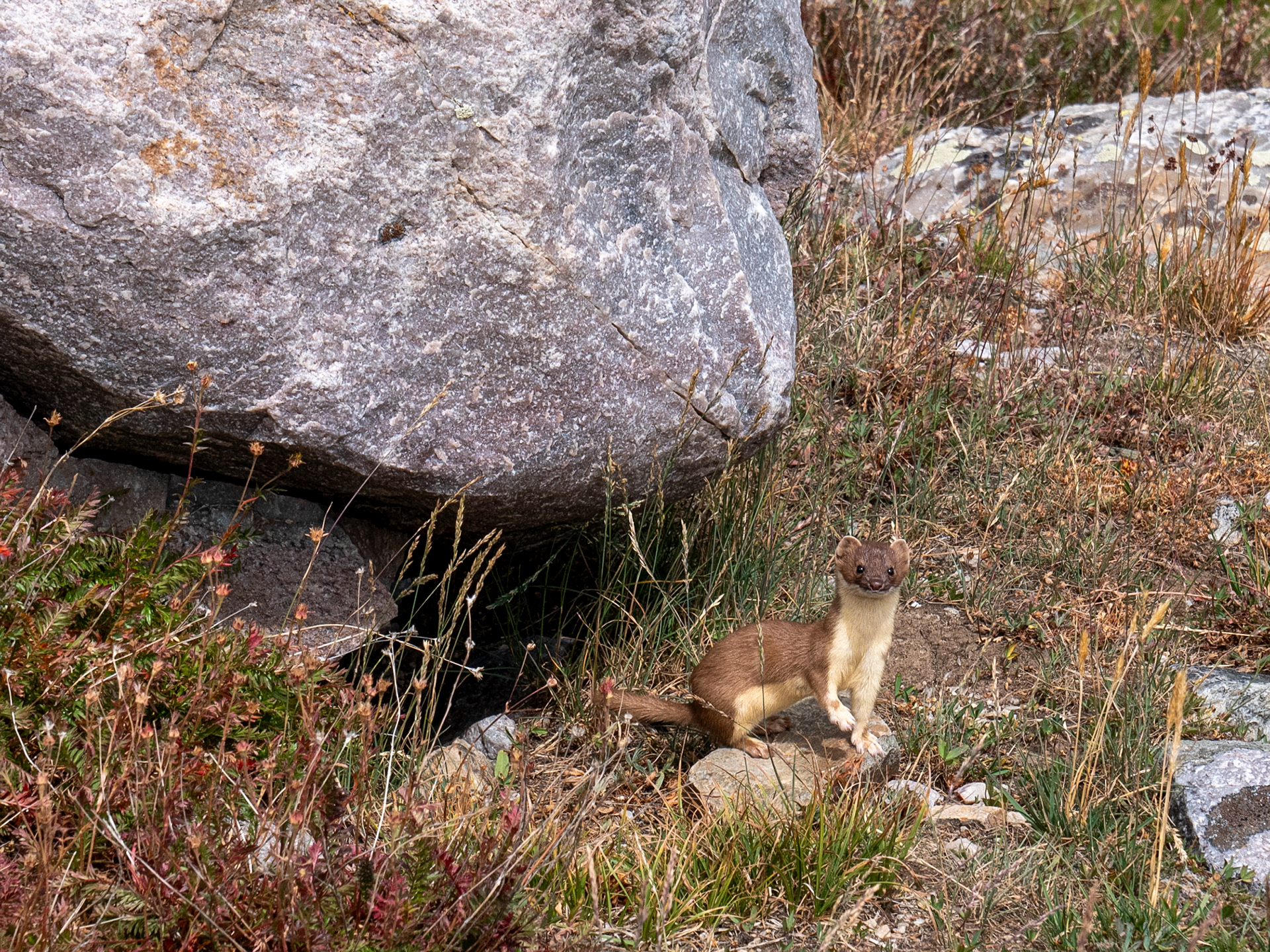 American Marten, Snowy Range, Wyoming 