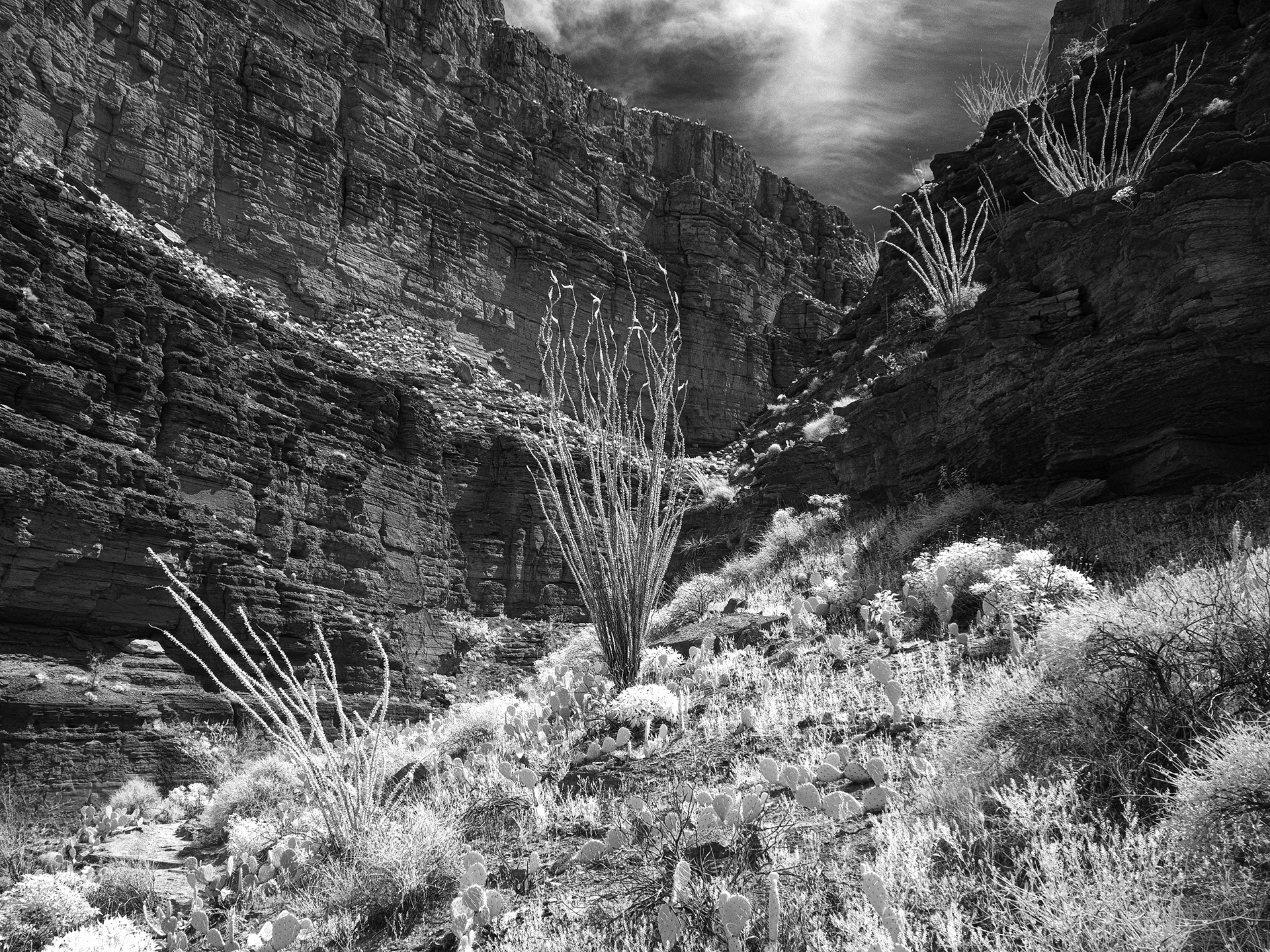 Ocotillos, Havasu Canyon, River Mile 157