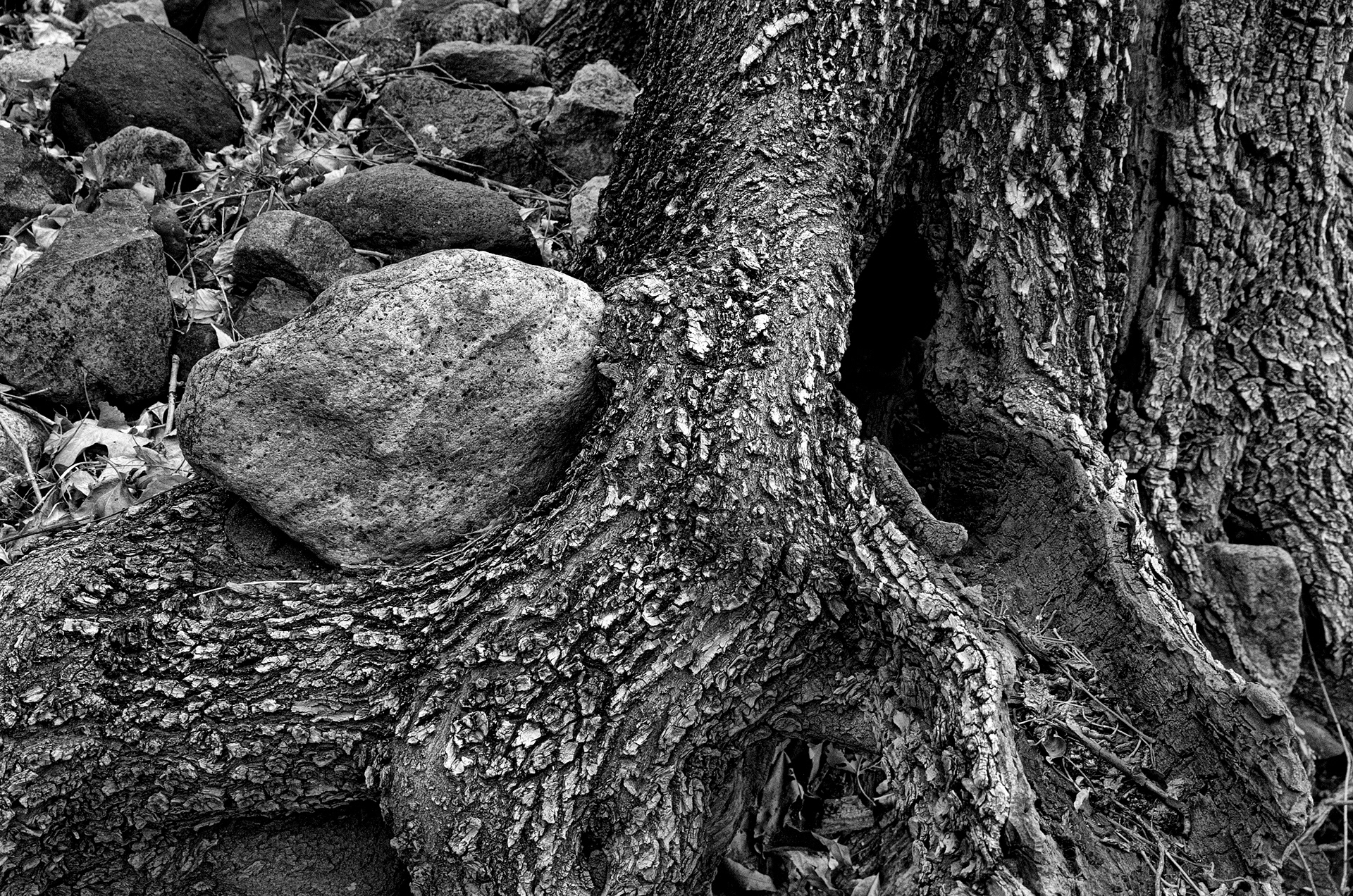 Trunk and Rocks, Aravaipa Canyon Wilderness, Arizona