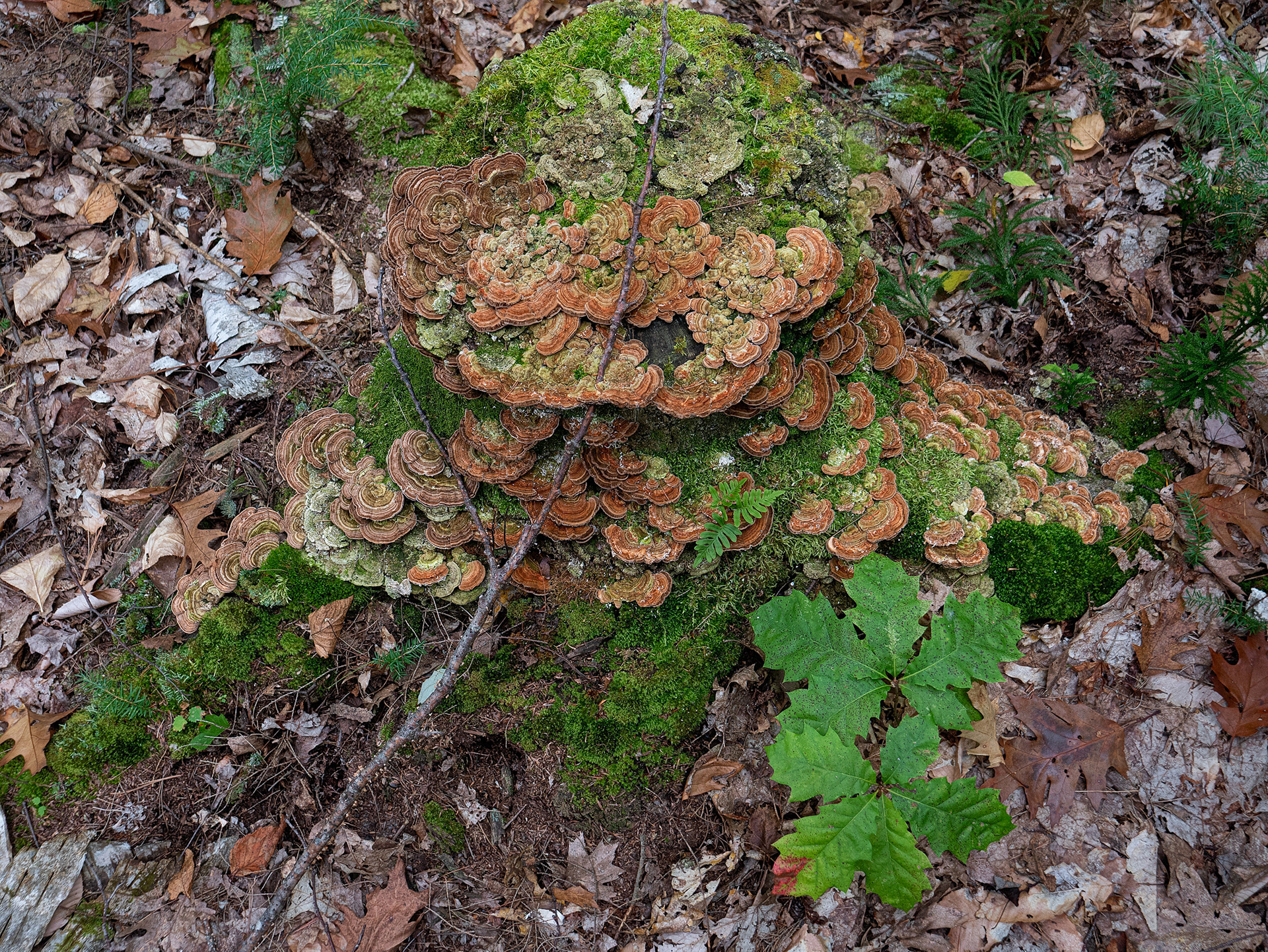 Fungus, Caribou-Speckled Mountain Wilderness, Maine