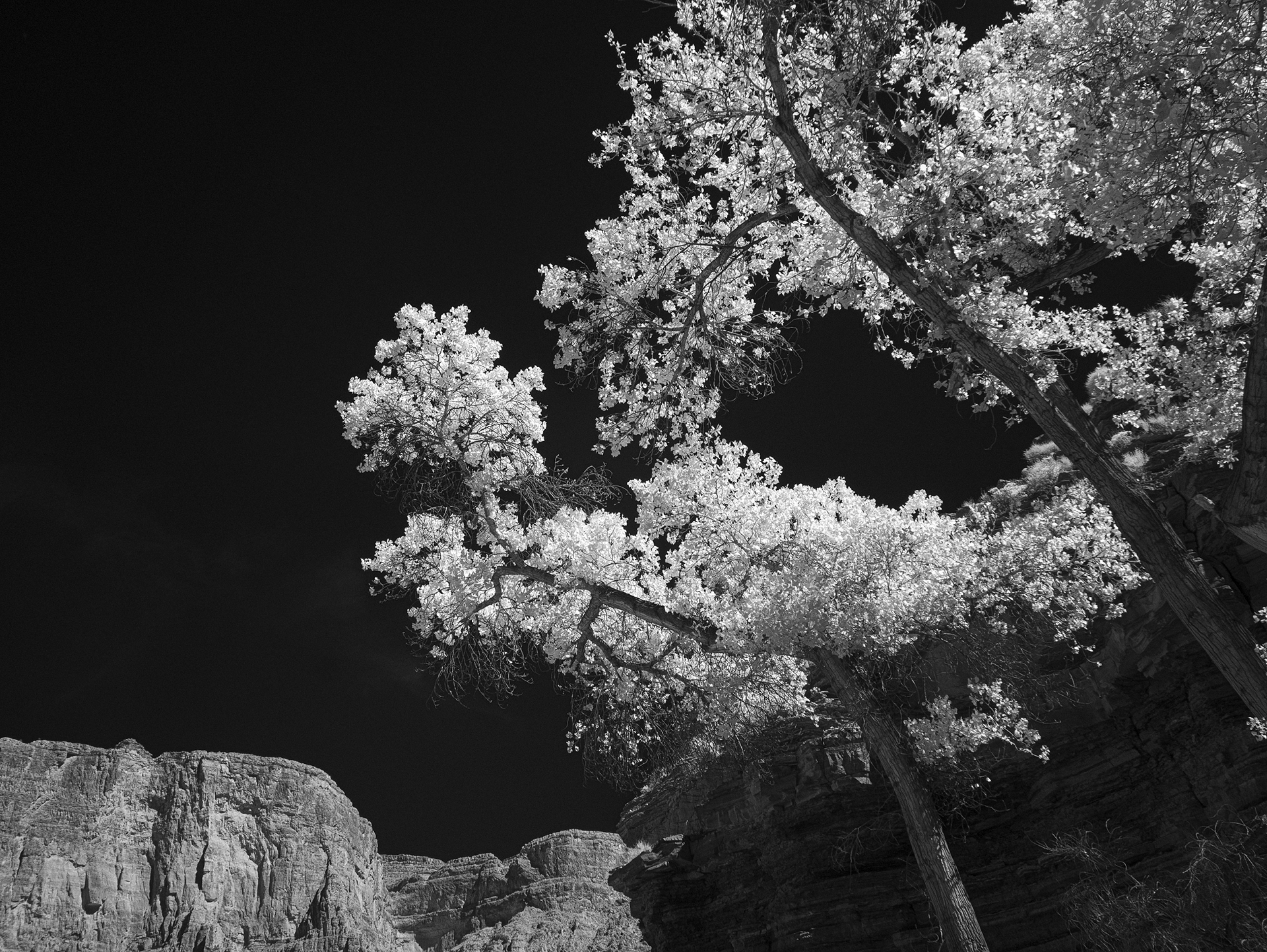 Cottonwoods at the Patio, River Mile 137