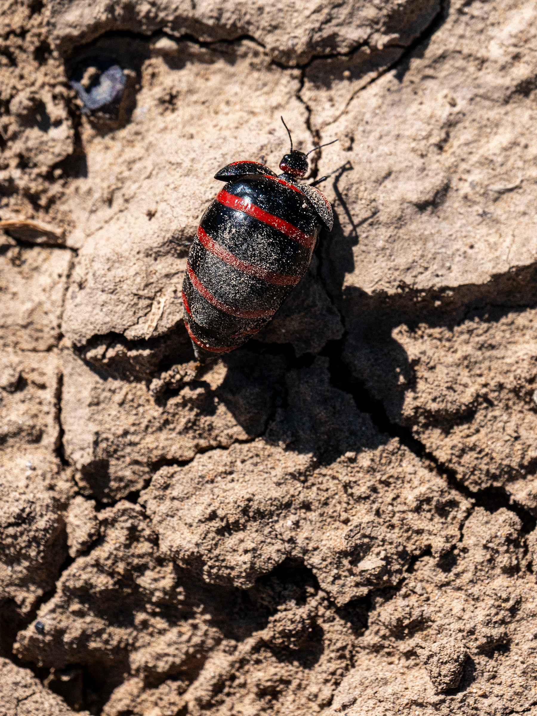 Blister Beetle, Chaco Canyon National Historic Park, New Mexico