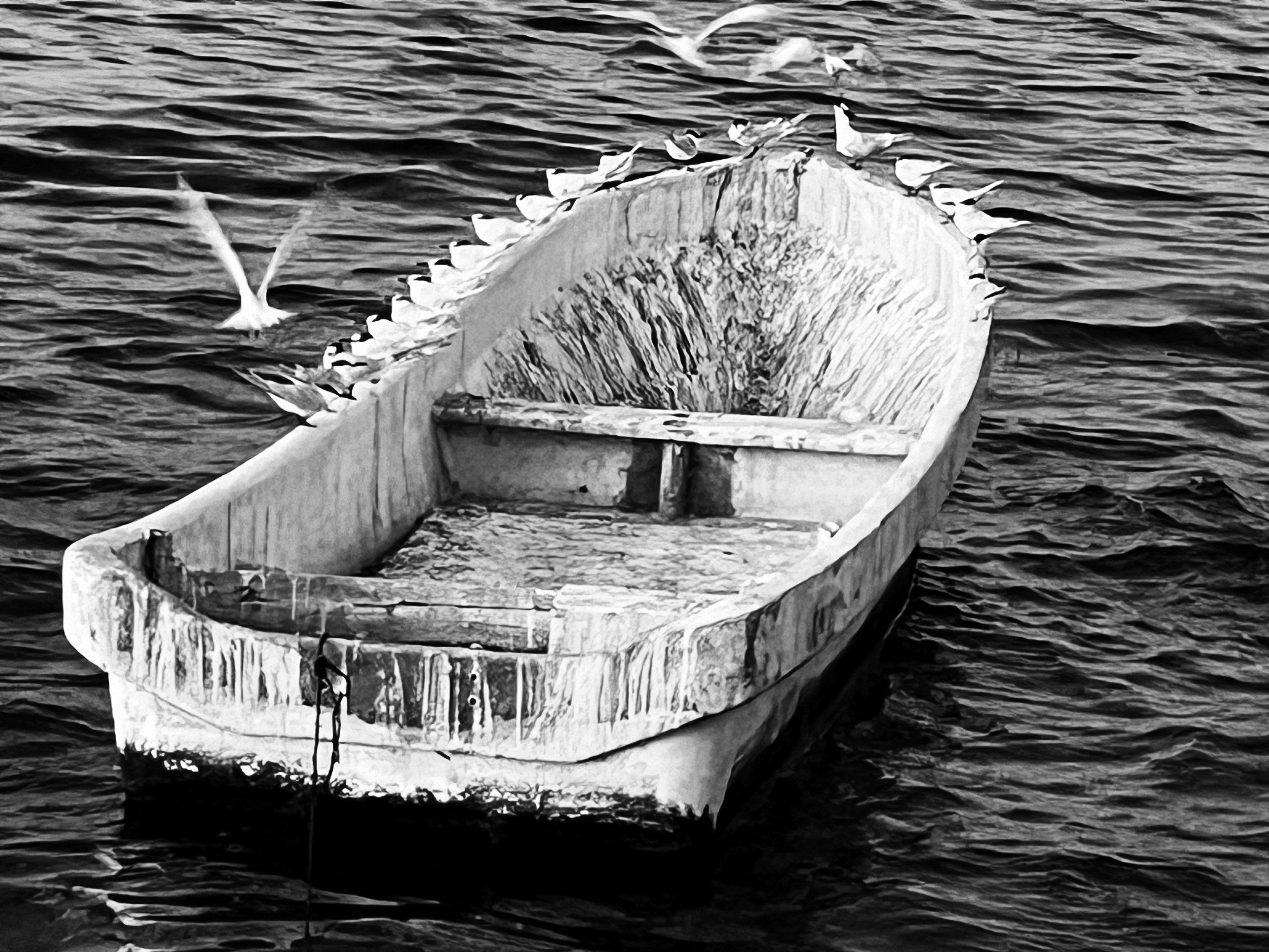 Impressionistic Terns, Campeche, Mexico