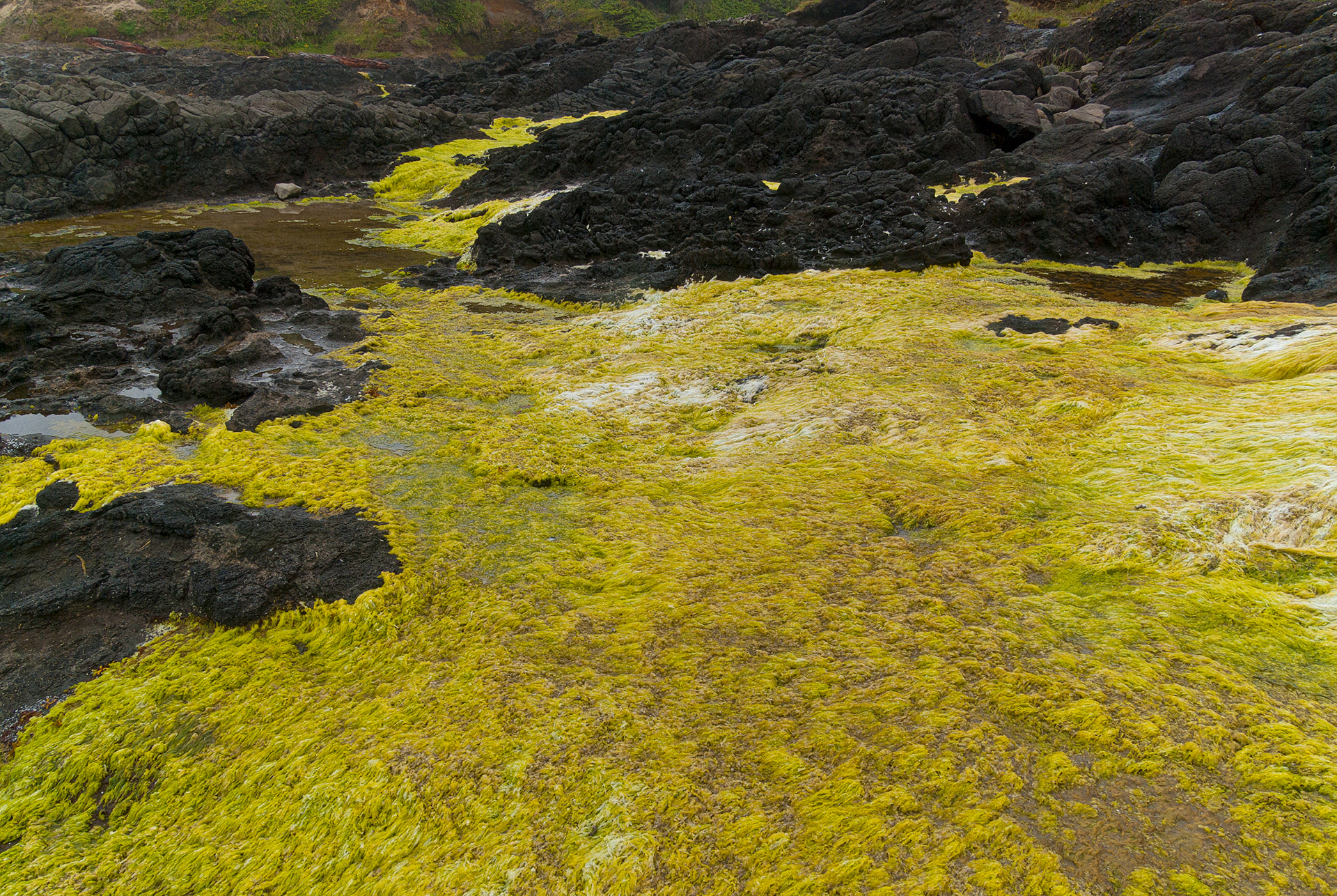 Algae, Cape Perpetua, Oregon