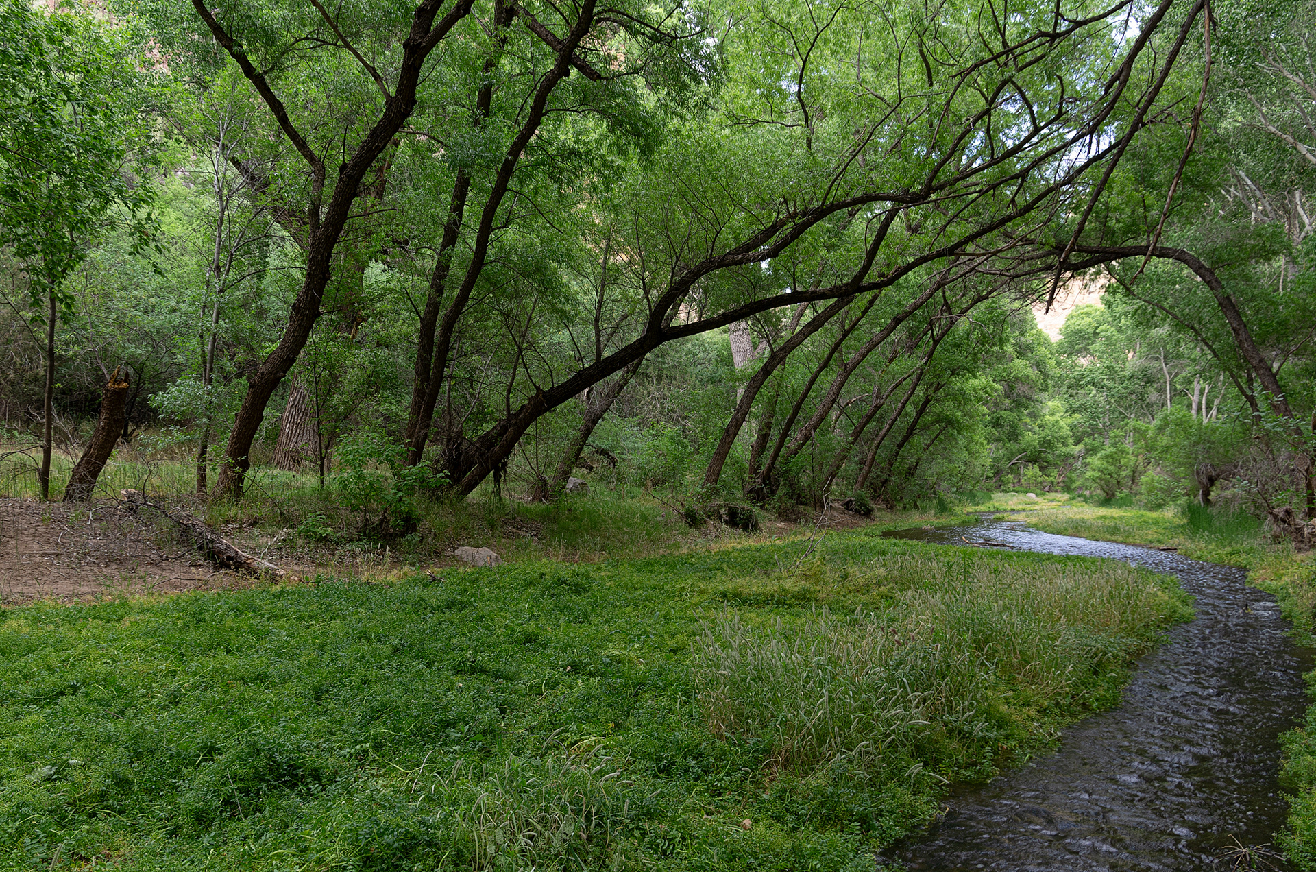 Tree Tunnel, Aravapai Canyon Wilderness, Arizona