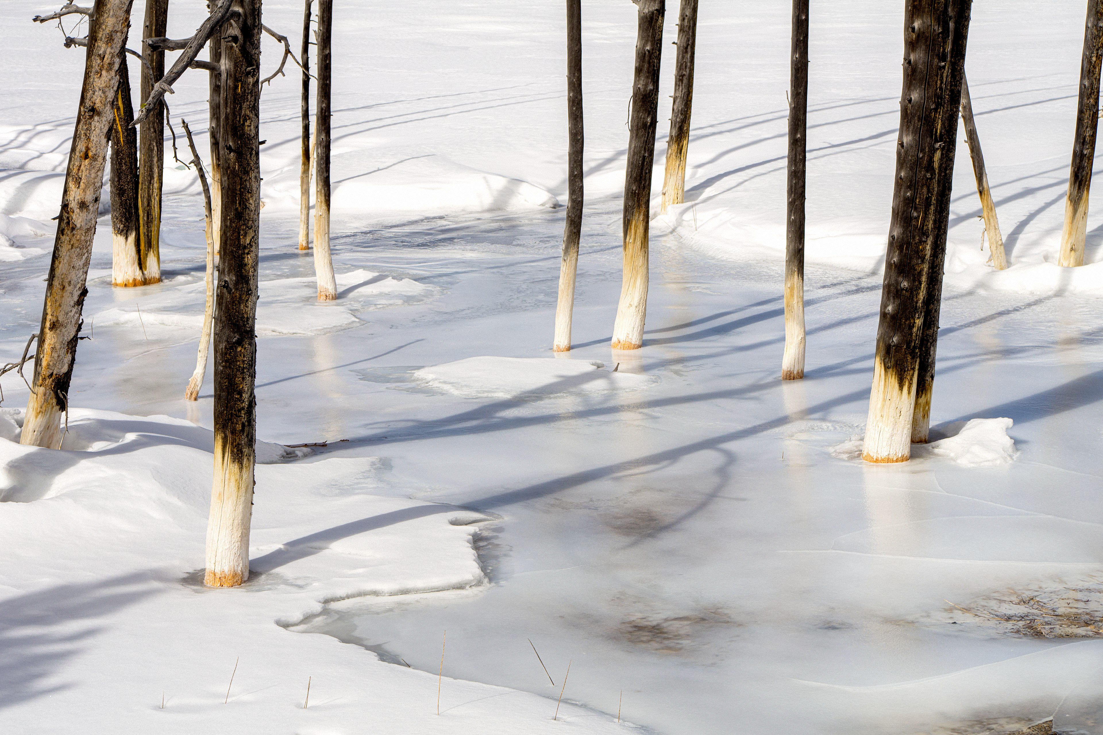 Lodgepoles, Yellowstone National Park, Wyoming