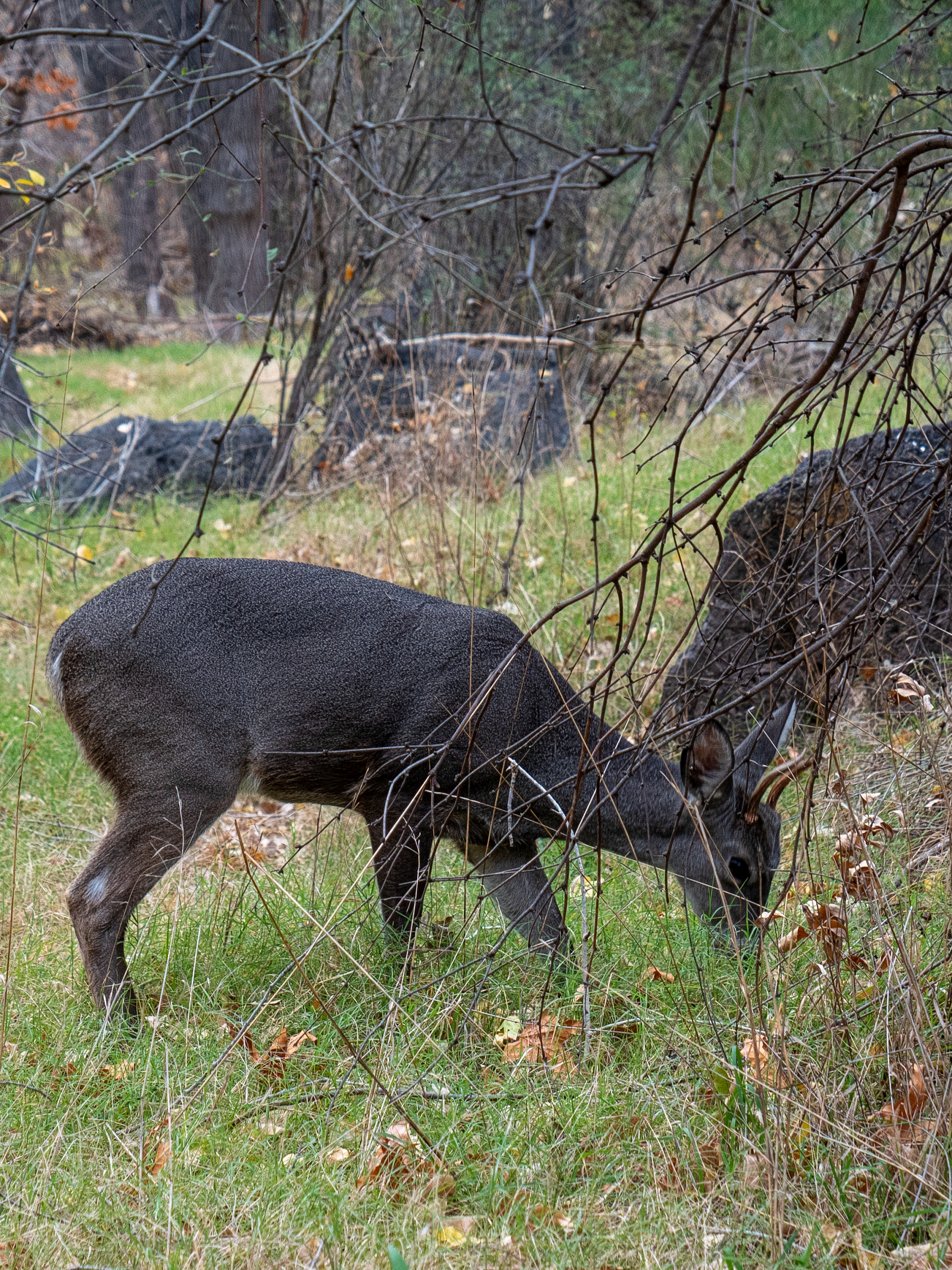 Coues Deer, Aravaipa Canyon Wilderness, Arizona
