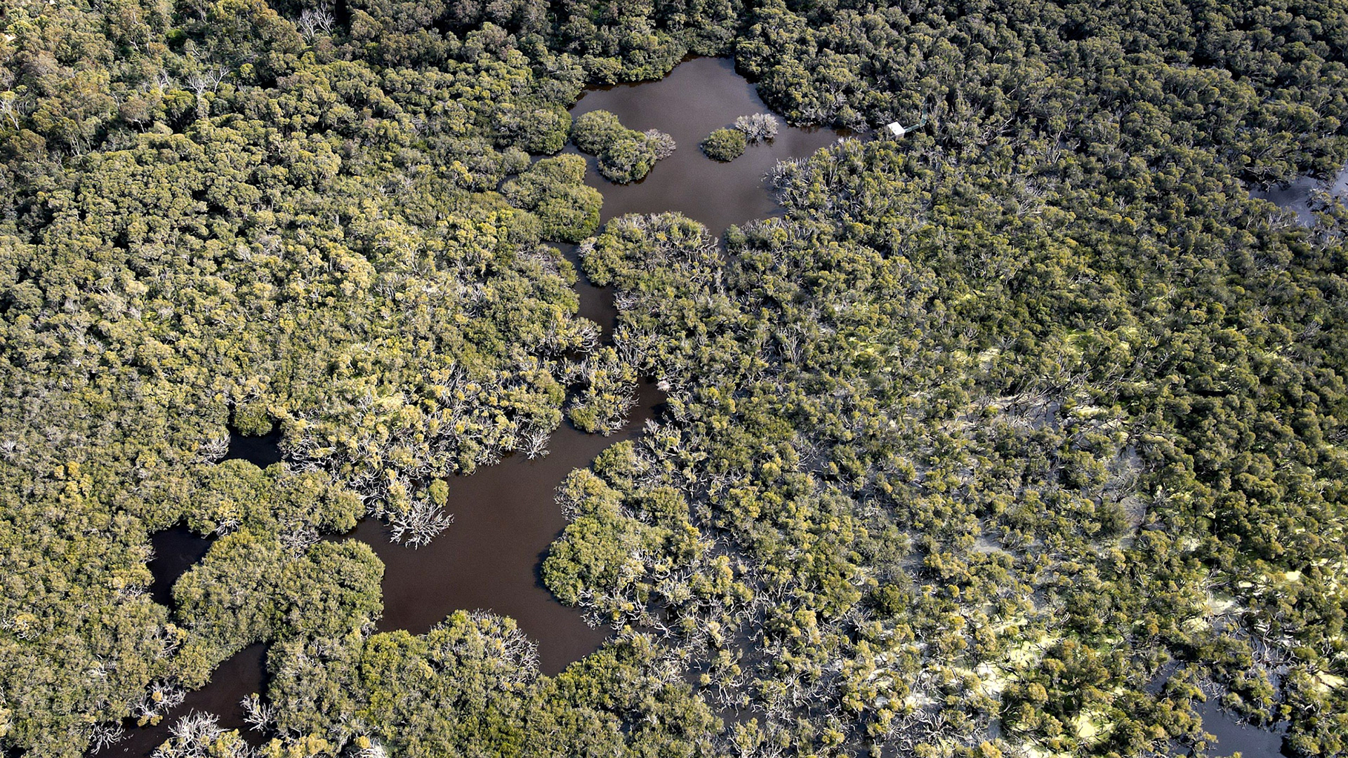 Stunning aerial shot of a vibrant wetland ecosystem, showcasing diverse vegetation, winding waterways, and natural habitats. The image captures the intricate patterns formed by the trees and water, highlighting the interconnectedness of land and water. Ideal for environmental awareness campaigns, nature documentaries, or educational materials focused on biodiversity and conservation. This photograph embodies the beauty and complexity of wetland ecosystems, making it perfect for use in various digital and print mediums.
