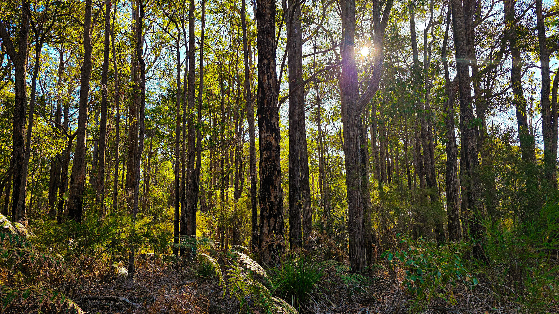 A serene woodland scene with tall, straight eucalypt trunks rising through a lush understory. Dappled sunlight filters through the green canopy, casting warm highlights across ferns and leaf litter on the forest floor. The low sun peeks between the trees, creating a gentle lens flare and a peaceful sense of depth.