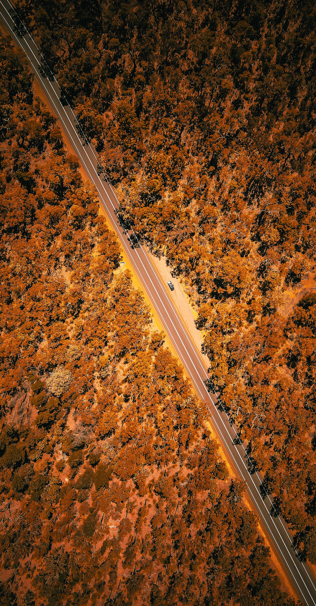 A dramatic aerial view shows a lone car on a straight, two-lane road cutting diagonally through dense bushland. The landscape is rendered in rich orange and ochre tones, with long tree shadows stretching across the asphalt. The contrast between the precise road lines and the organic texture of the forest emphasizes isolation, scale, and the geometry of the scene.