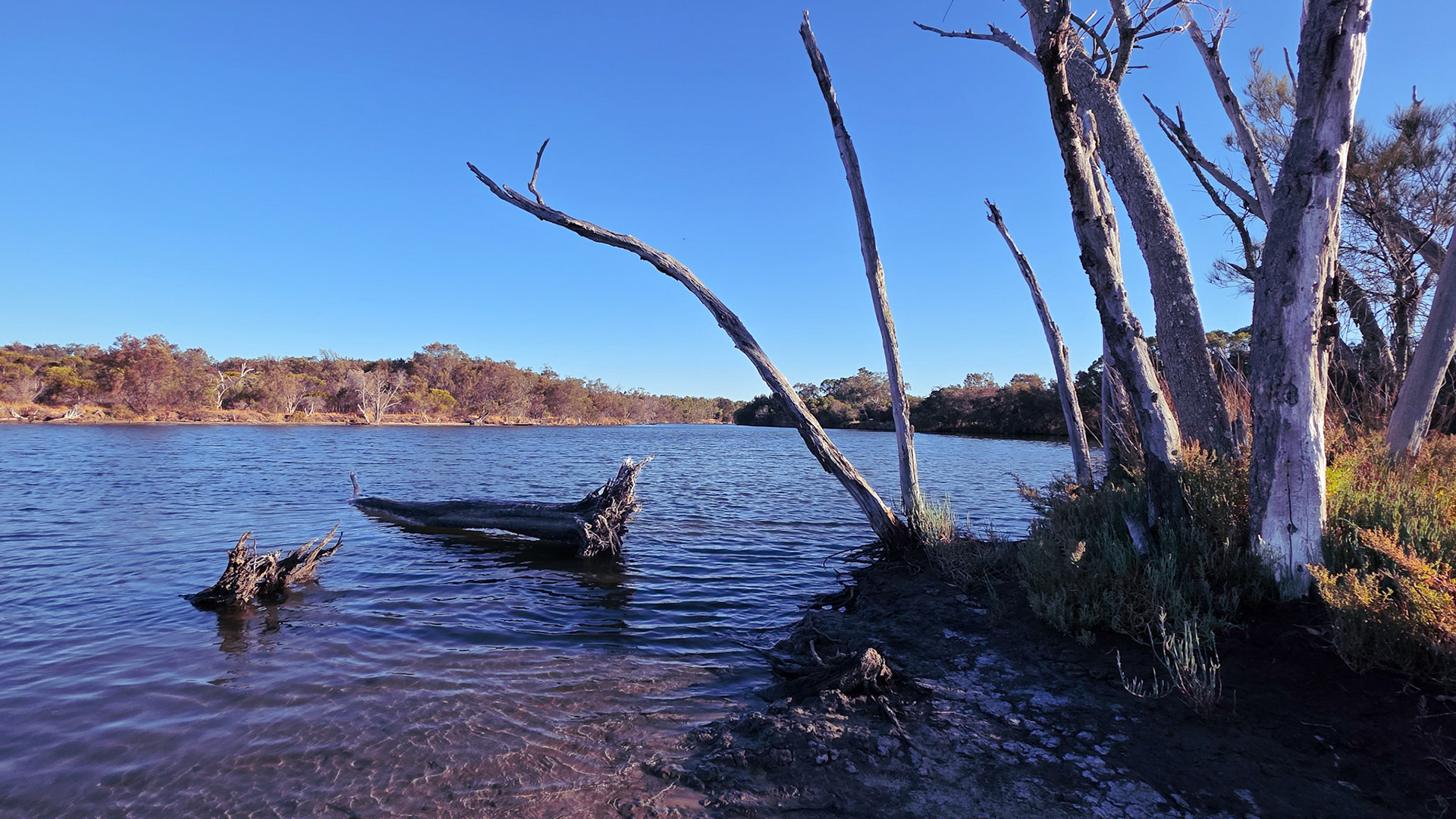 A calm river stretches into the distance under a clear blue sky. In the foreground, weathered tree trunks rise from a muddy bank while a fallen log rests partly submerged in the shallow water. Gentle ripples reflect the deep blue above, and low, scrubby trees line the opposite shore, giving the scene a peaceful, secluded feel.
