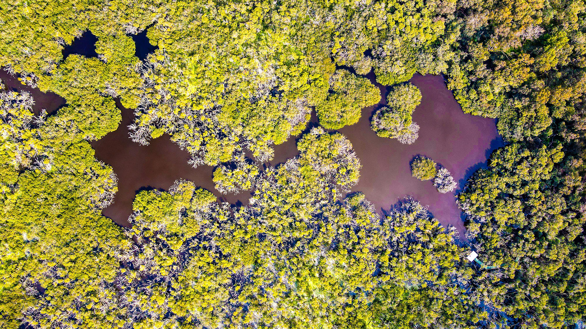 Stunning aerial image showcasing a vibrant mangrove forest with a rich tapestry of green trees contrasted against the brown waters below. The intricate layout of the mangroves creates a captivating natural landscape that highlights the biodiversity and ecological importance of coastal ecosystems. Ideal for environmental projects, eco-tourism promotions, and educational materials on wildlife habitats, this image offers a unique perspective on the harmony between land and water.