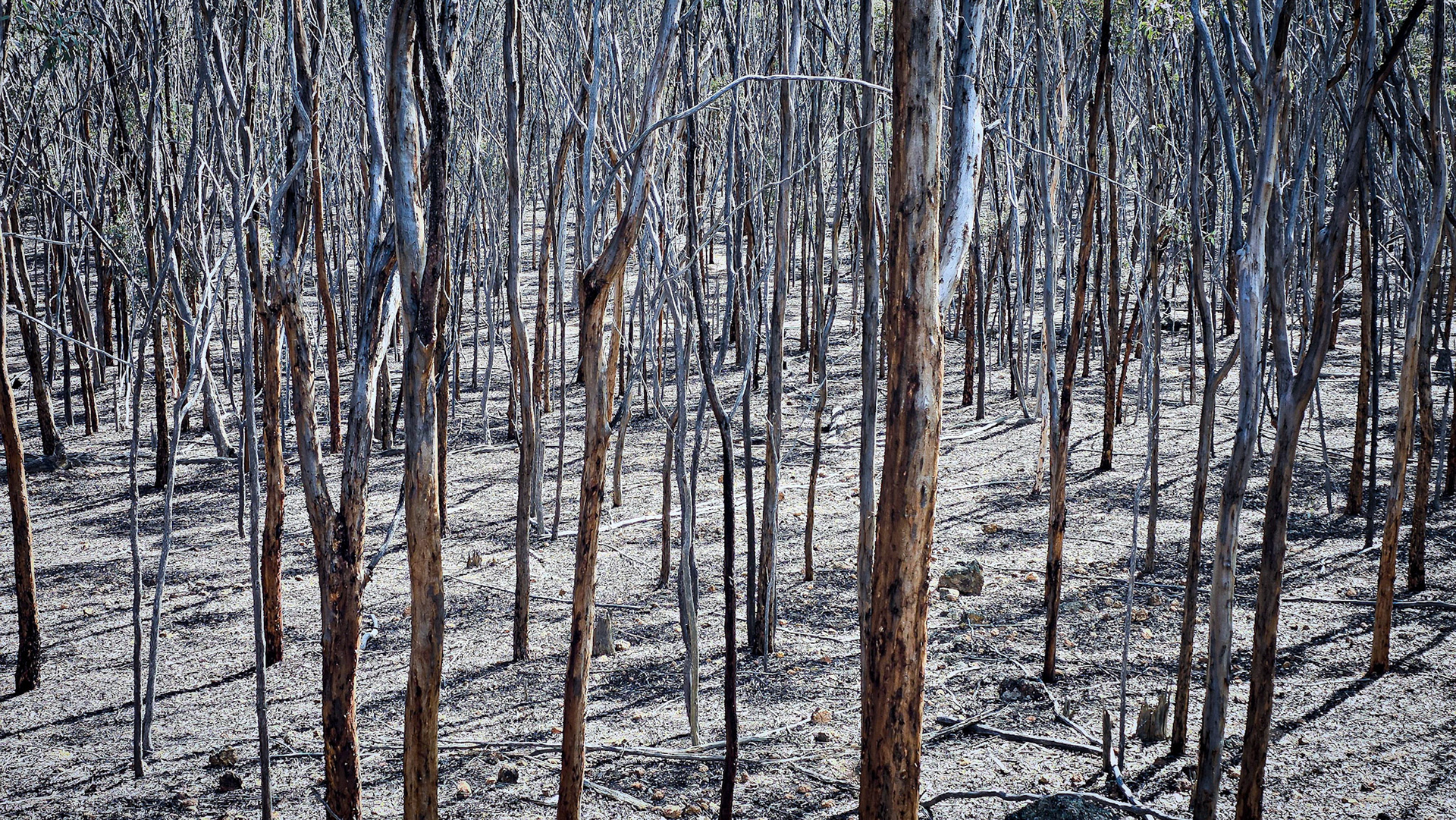 A serene forest landscape featuring numerous bare trees with slender trunks, creating intricate patterns against a barren forest floor. The subtle play of light and shadows adds depth to this natural setting, conveying a sense of quiet and isolation. This image is perfect for portraying concepts of nature, wilderness, and serenity.